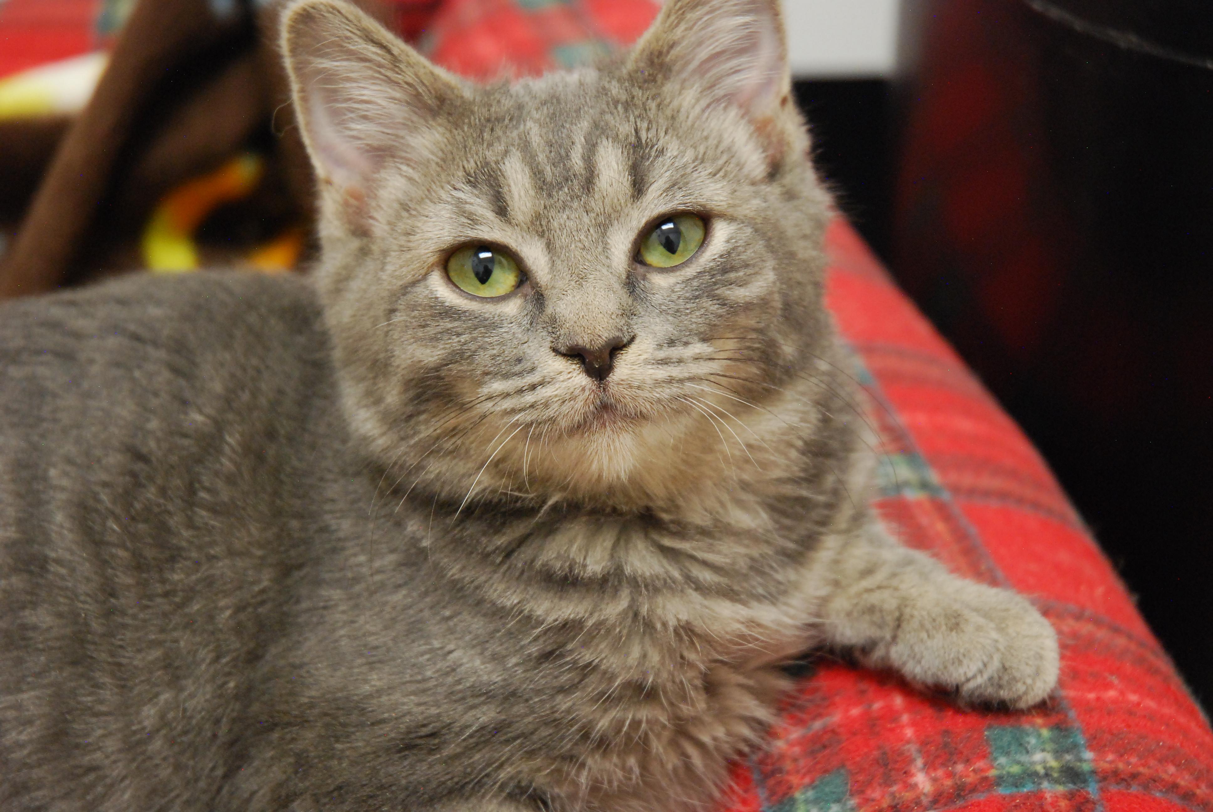 Colorado Kitty Coalition photo 5