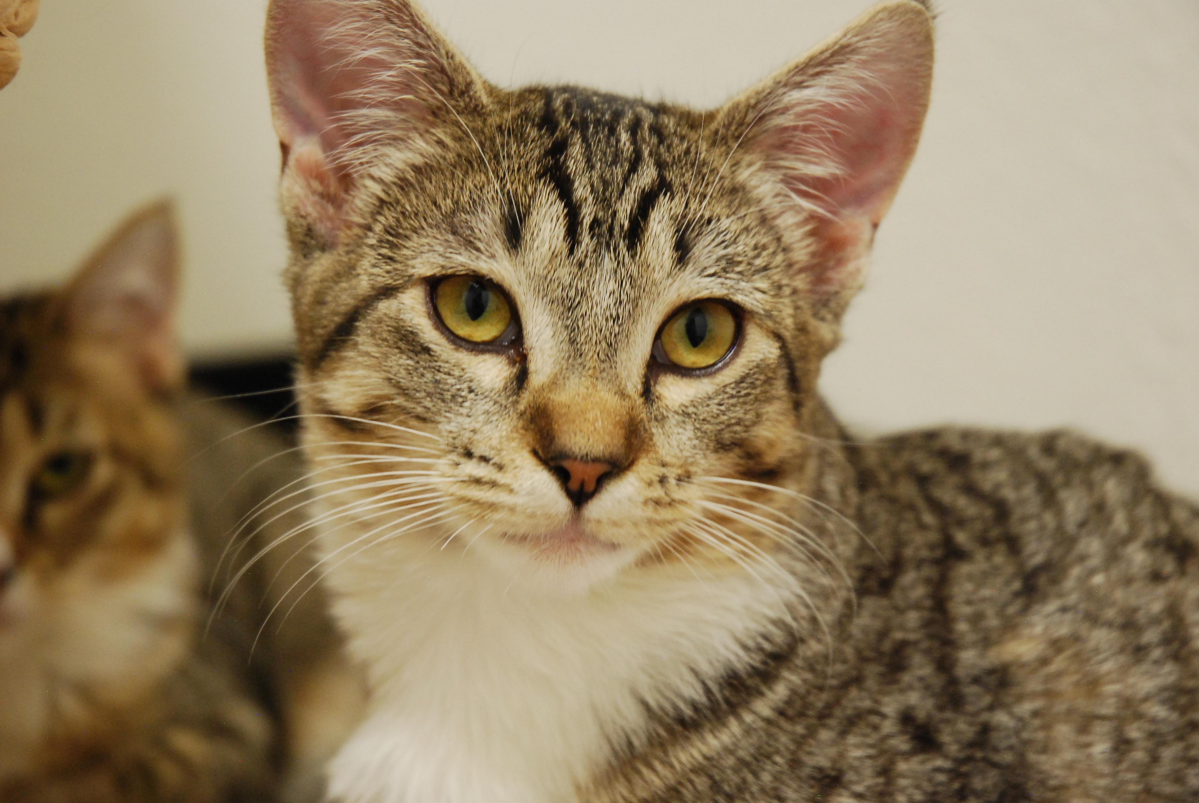 Colorado Kitty Coalition photo 4