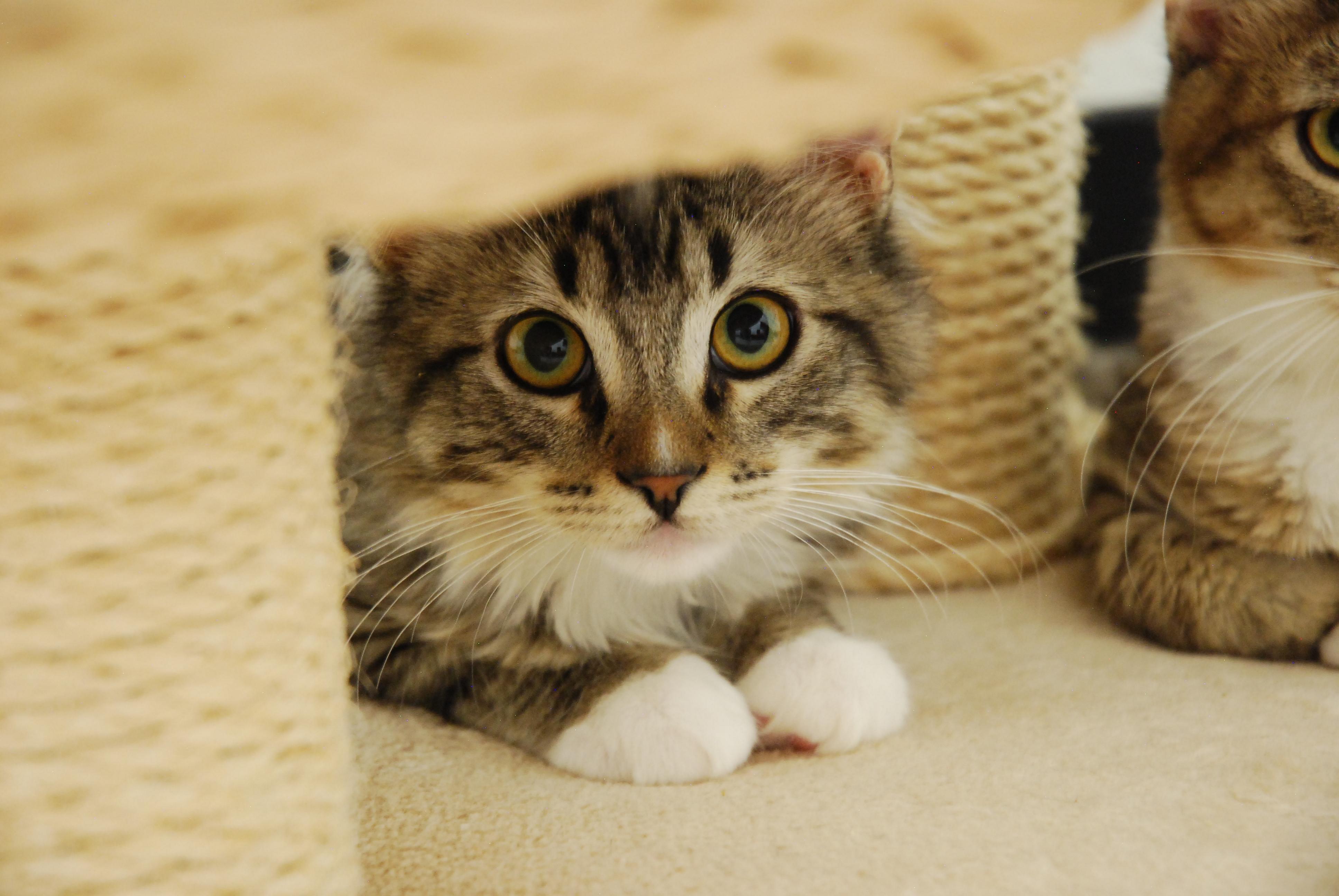 Colorado Kitty Coalition photo 3