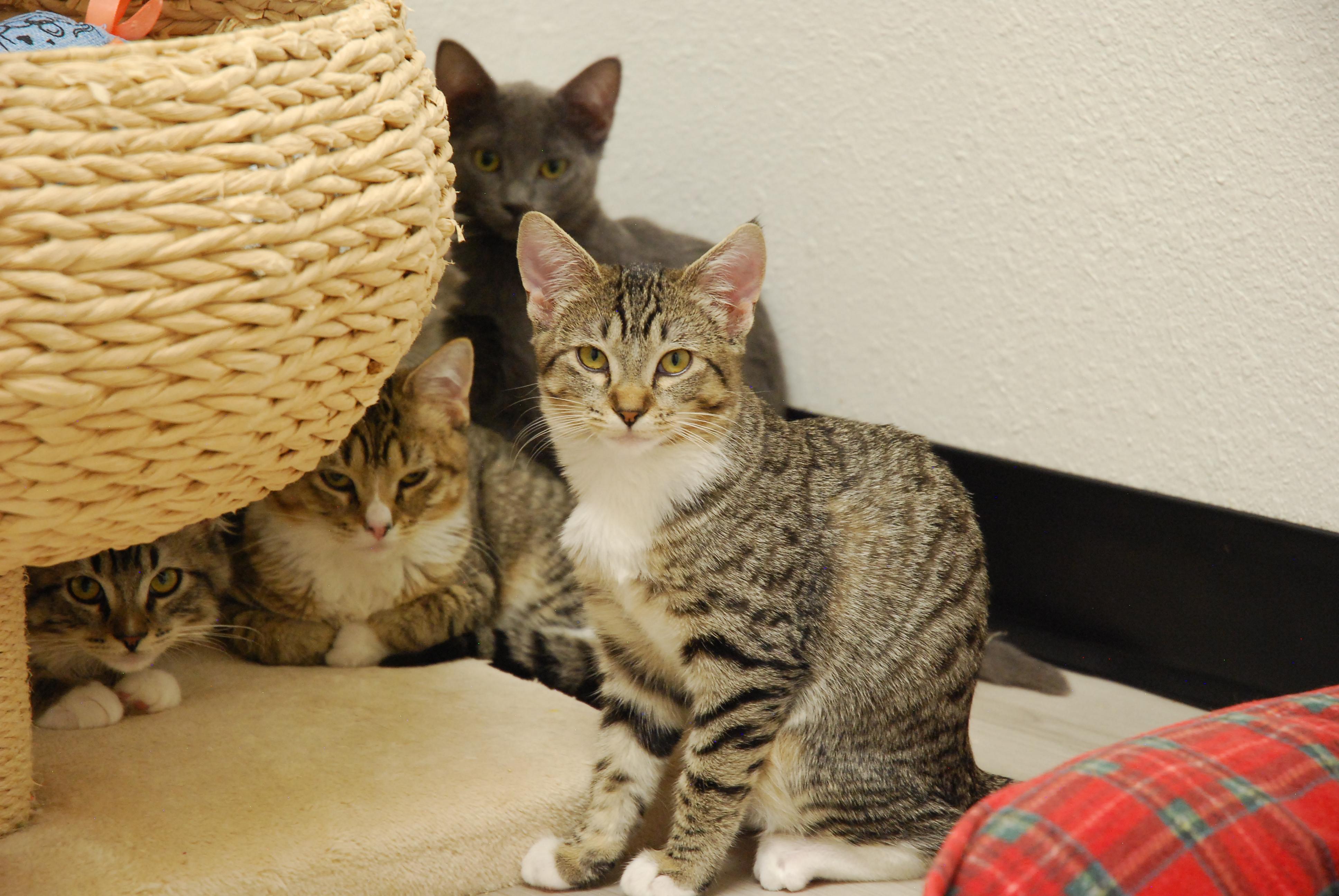 Colorado Kitty Coalition photo 1