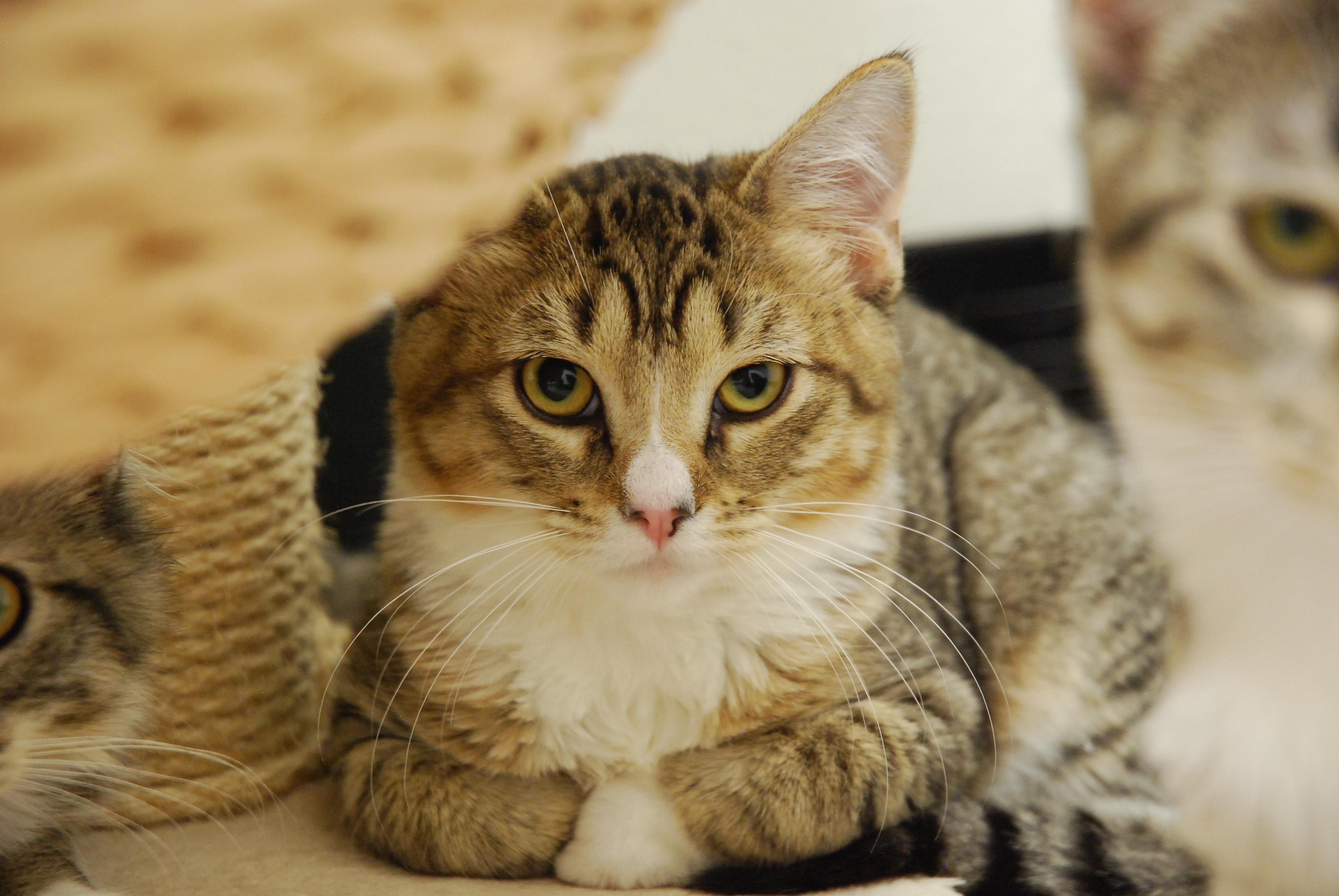 Colorado Kitty Coalition photo 2