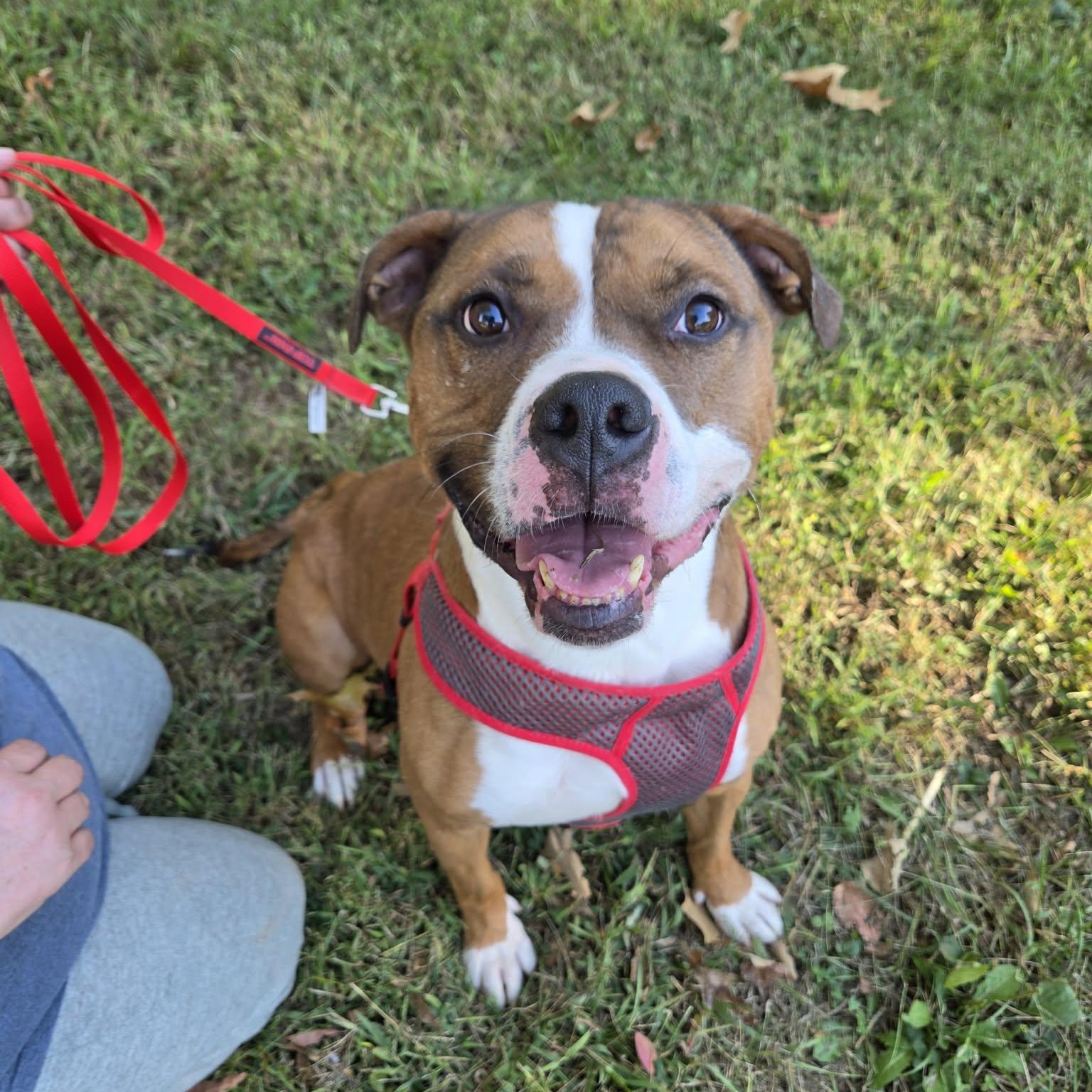 Animal Refuge Center Inc. photo 1