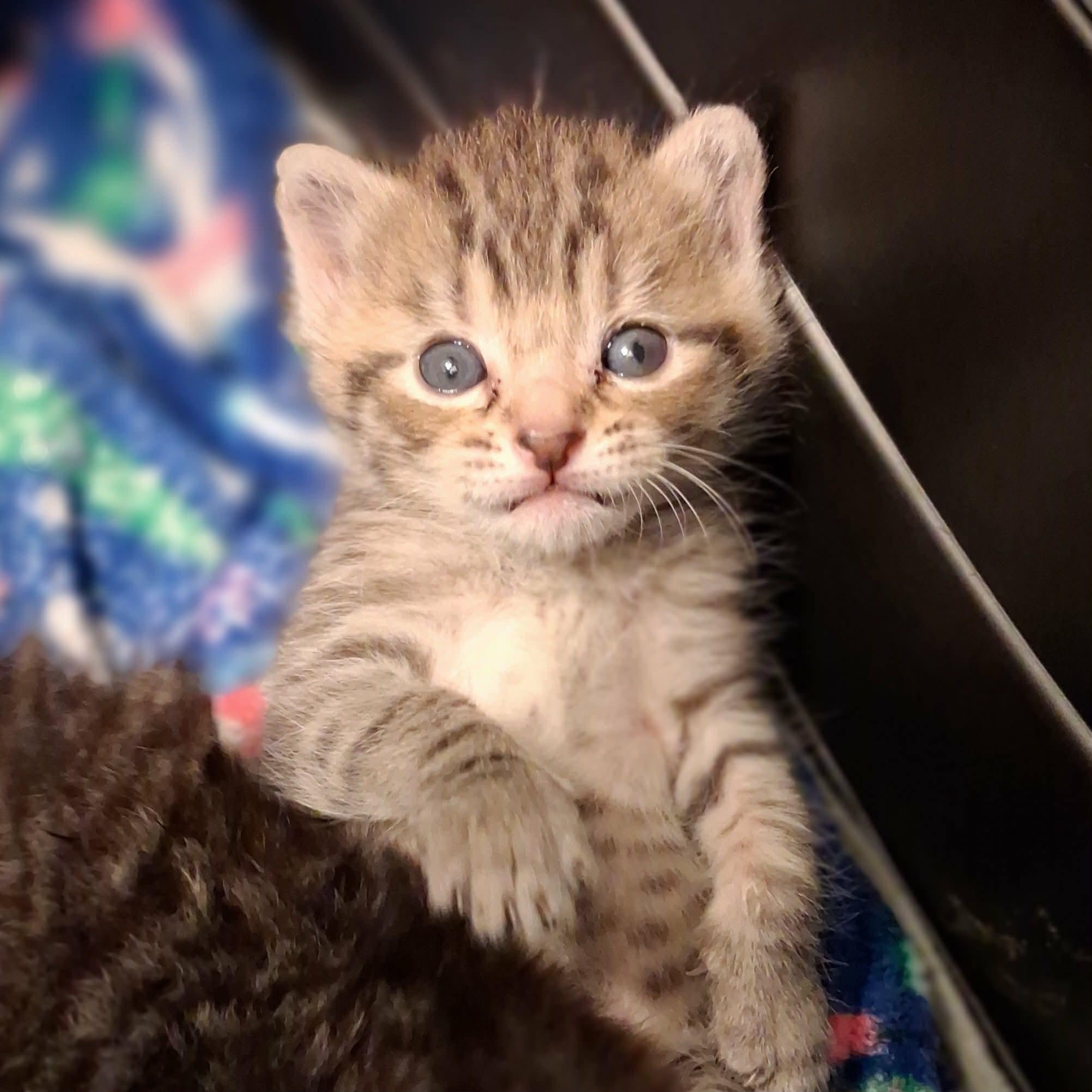 Animal Refuge Center Inc. photo 4