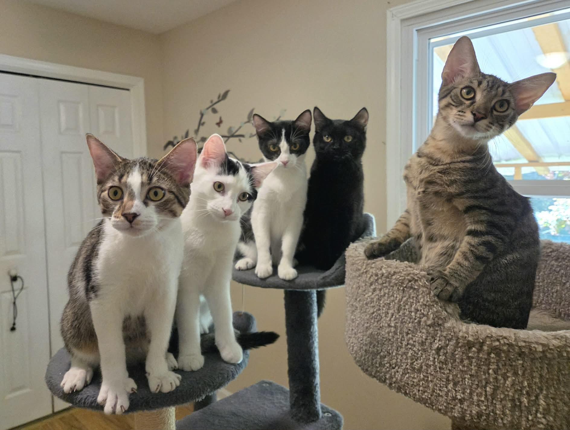 Animal Refuge Center Inc. photo 5
