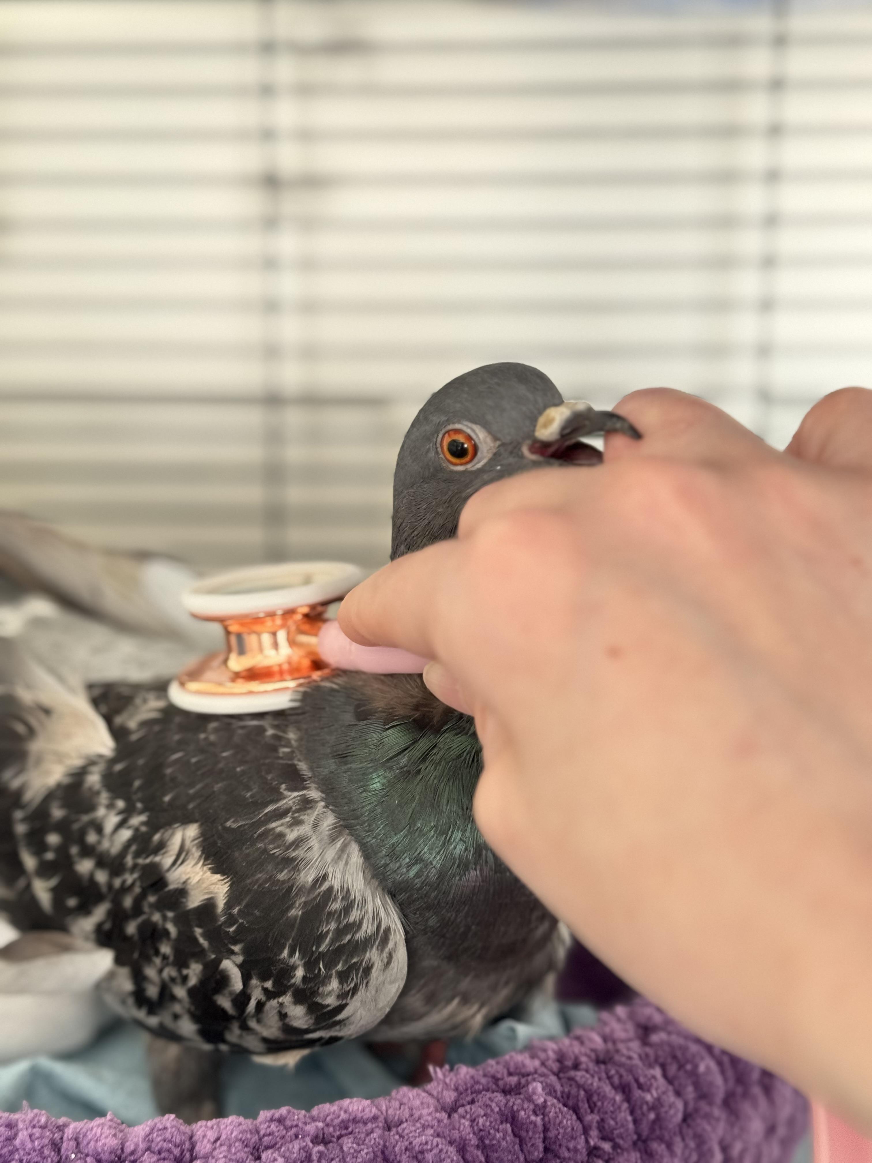 Derby City Pigeon Rescue photo 2