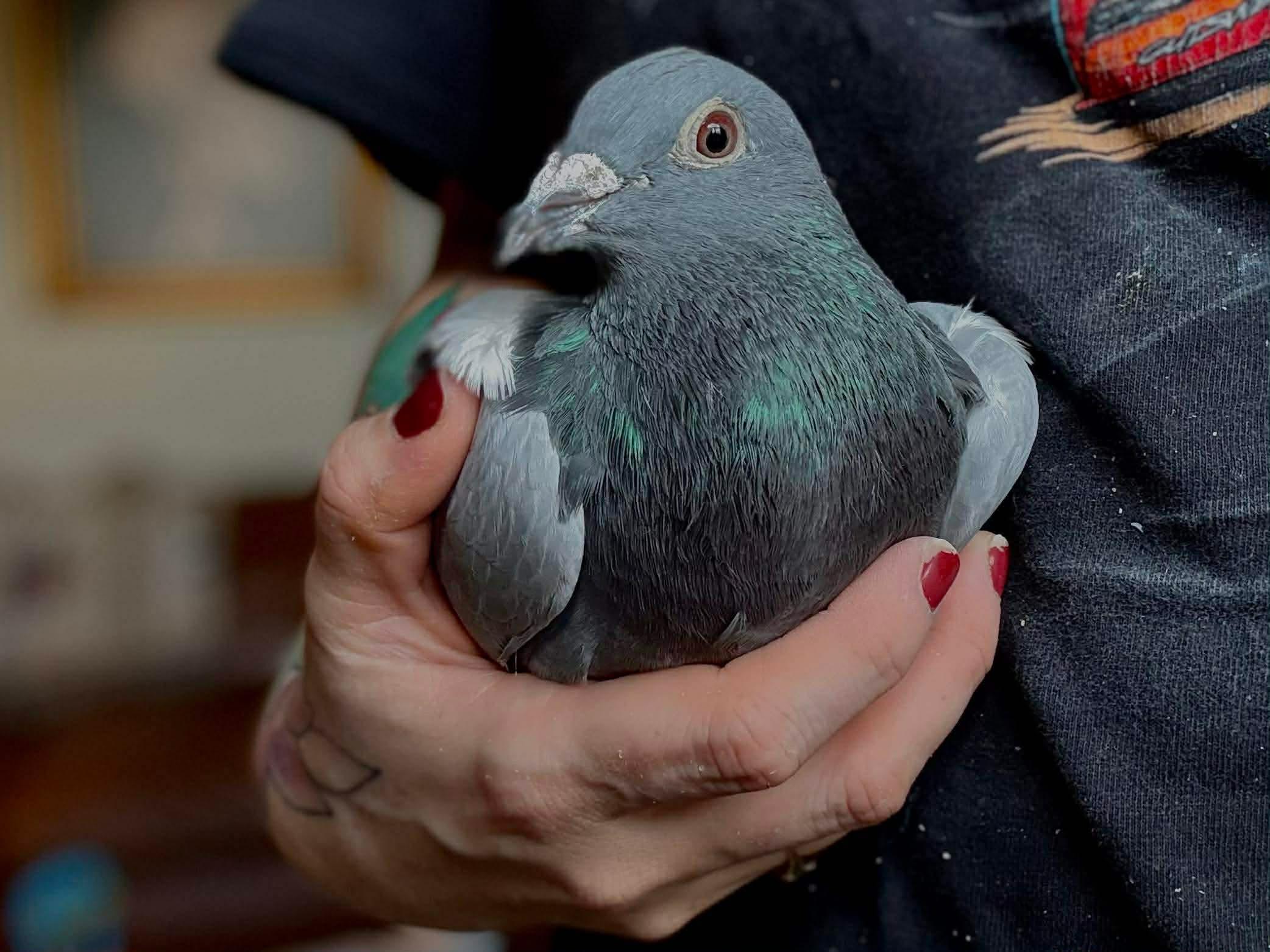 Derby City Pigeon Rescue photo 1