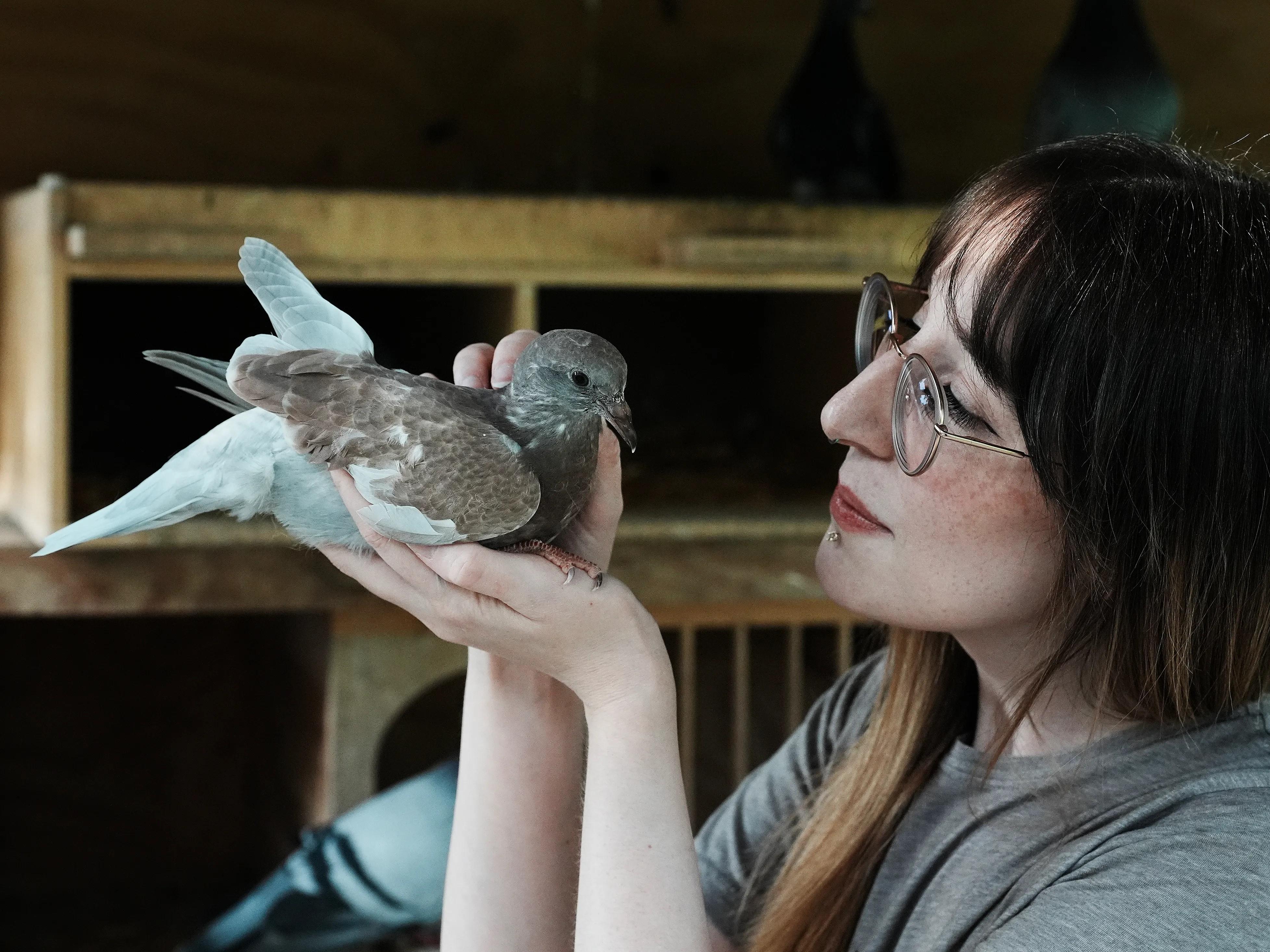 Derby City Pigeon Rescue photo 3