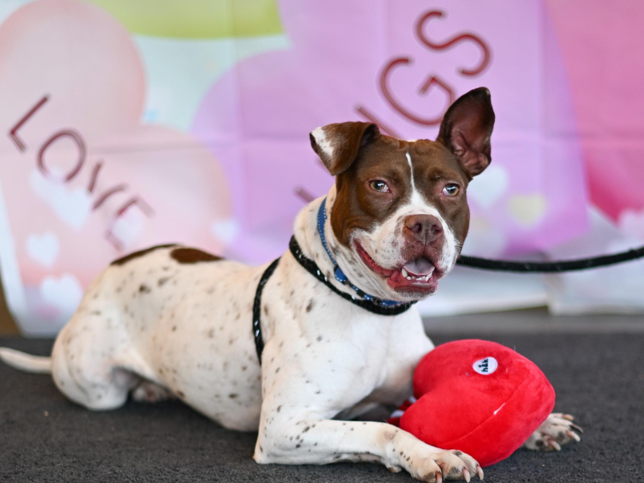 Orange County Animal Services photo 3