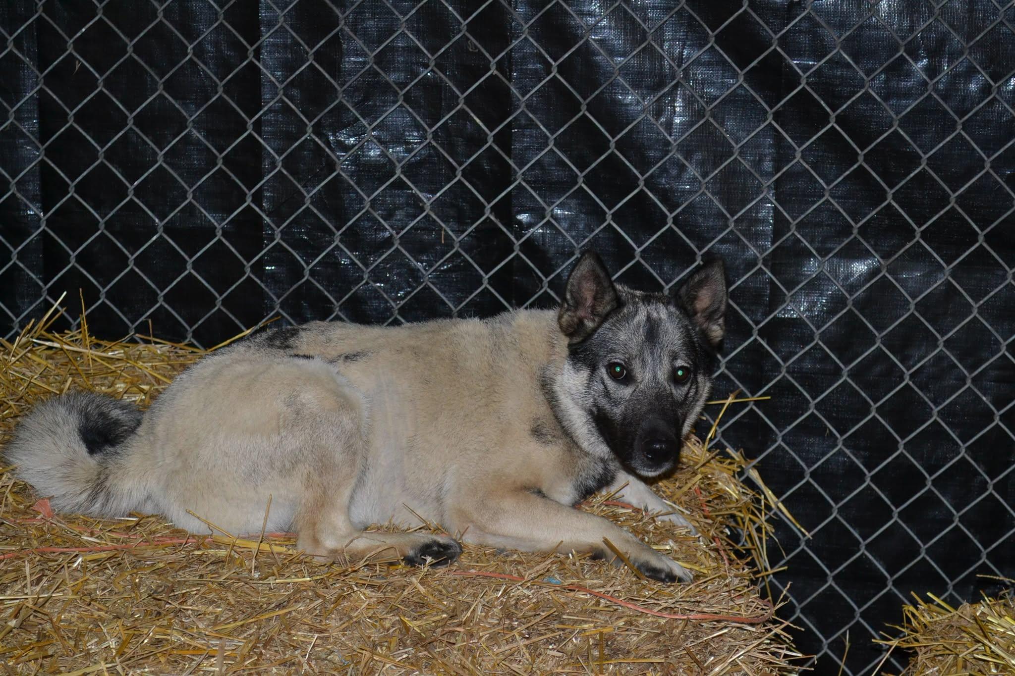 Geauga County Dog Shelter & Warden's Office photo 5