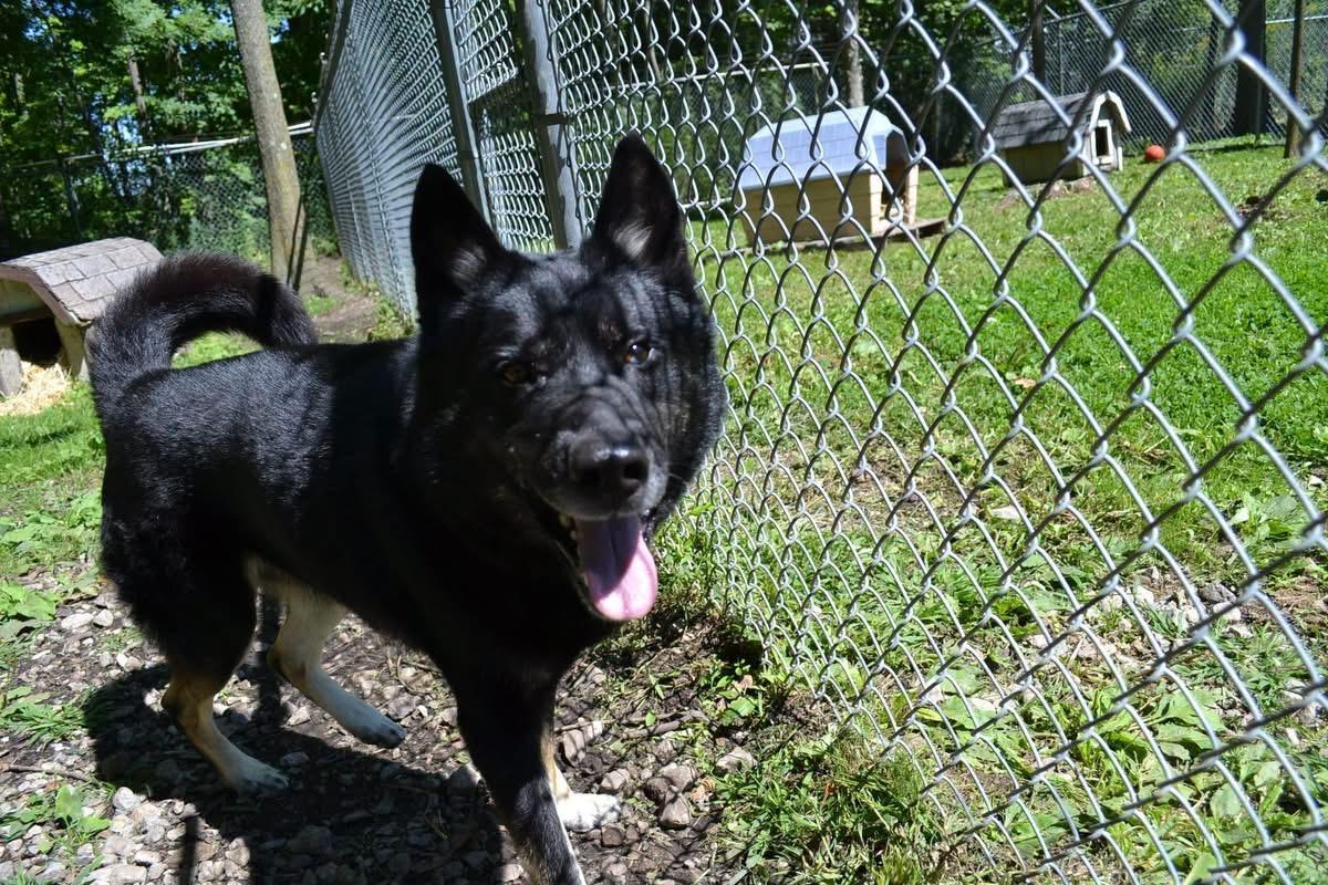 Geauga County Dog Shelter & Warden's Office photo 4