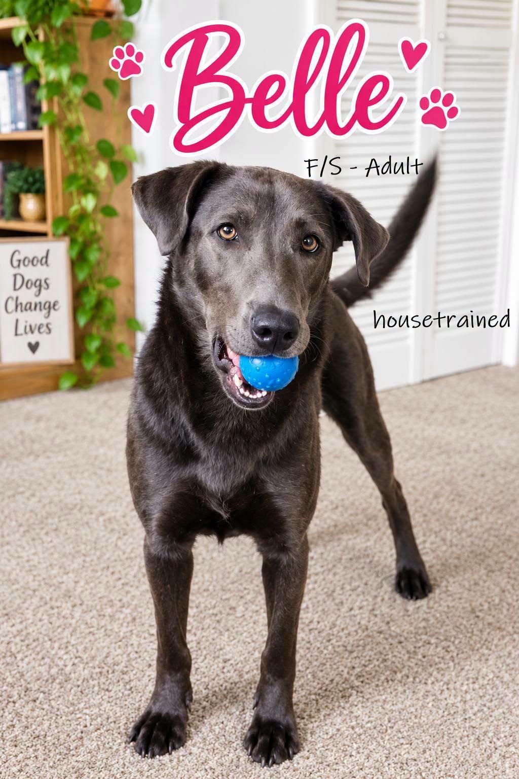 Geauga County Dog Shelter & Warden's Office photo 3