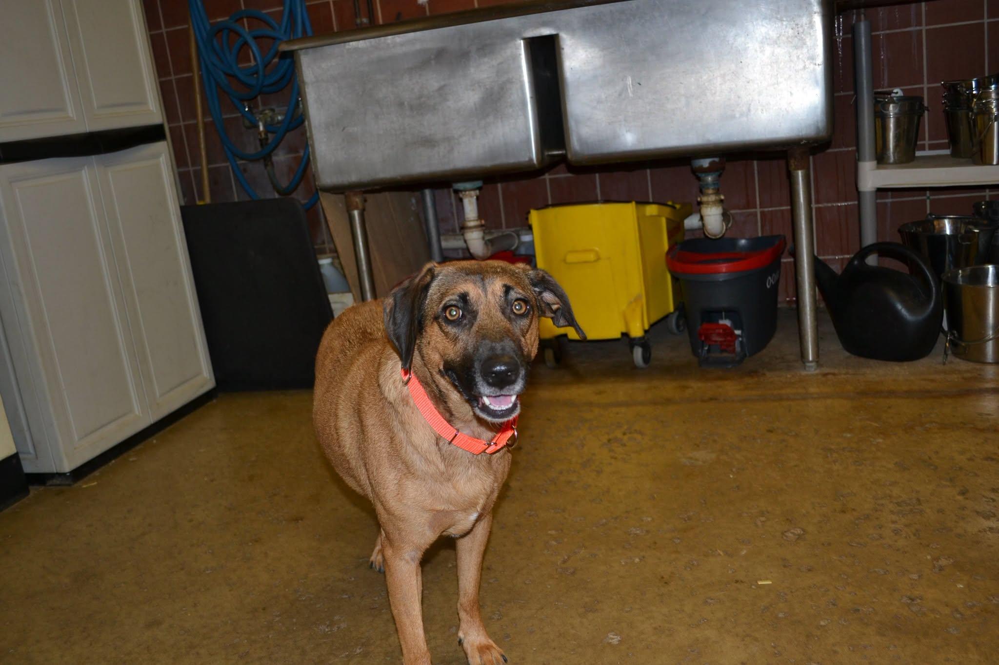 Geauga County Dog Shelter & Warden's Office photo 5