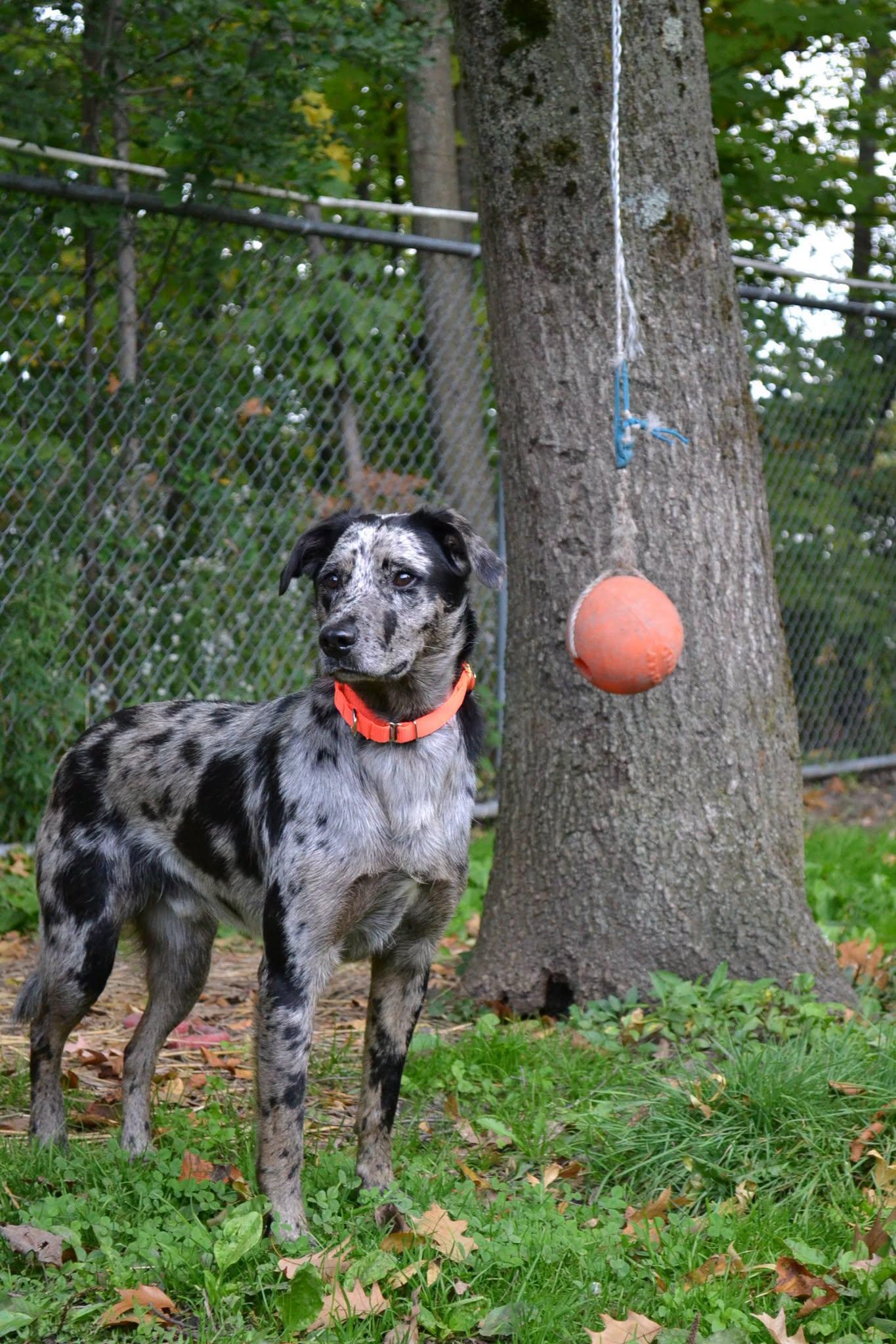 Geauga County Dog Shelter & Warden's Office photo 4
