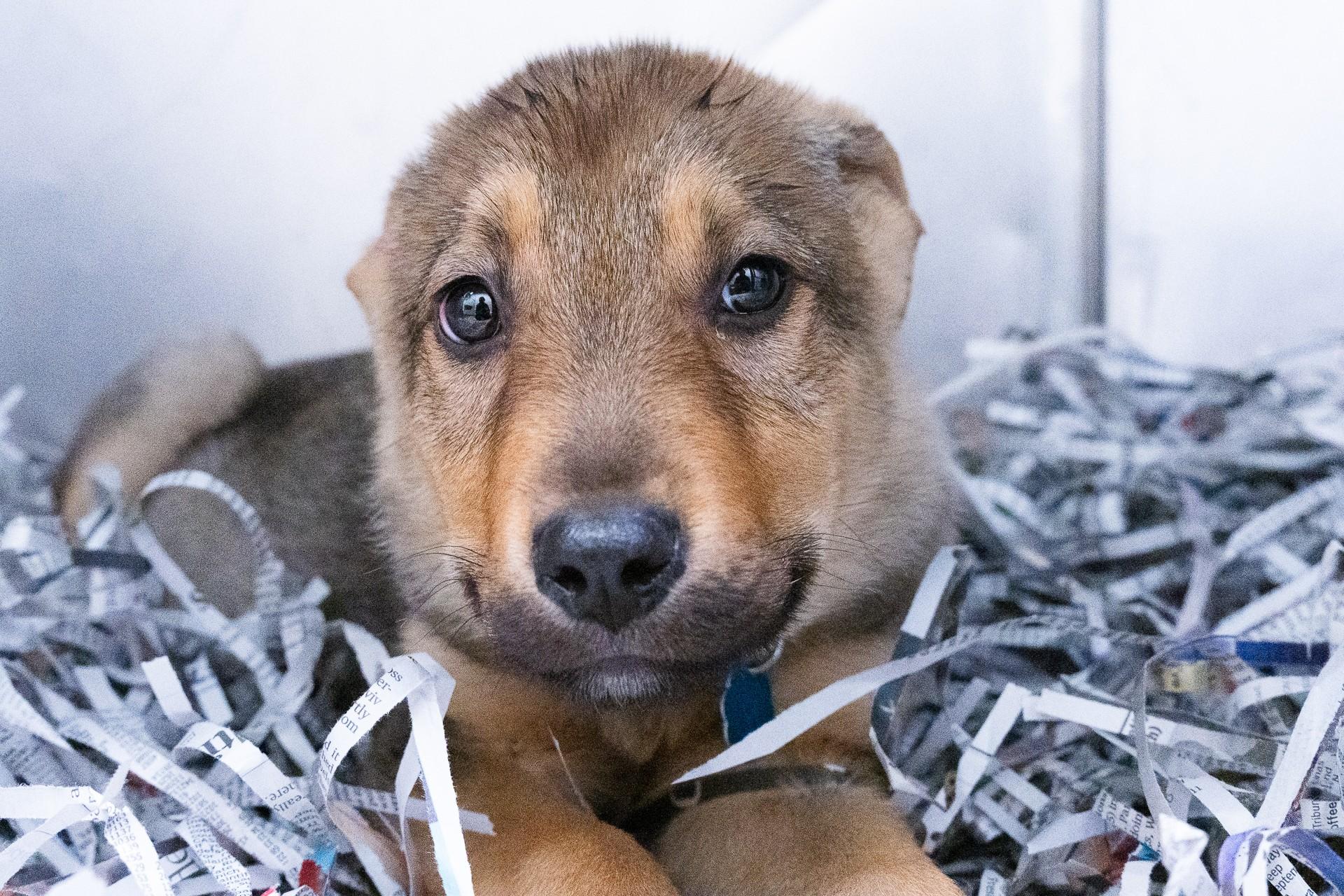 Animal Humane Society - Golden Valley photo 1