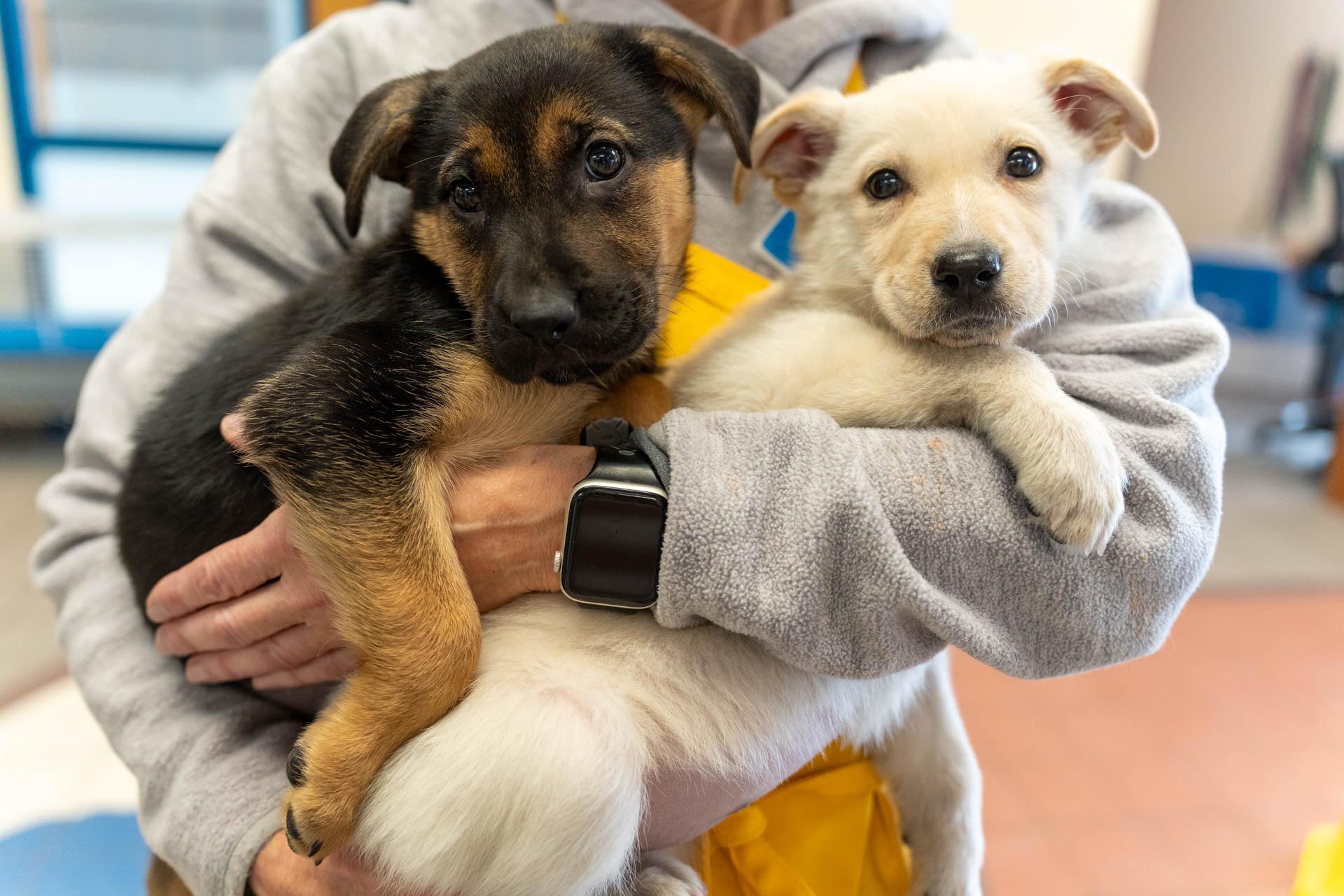 Animal Humane Society - Golden Valley photo 3