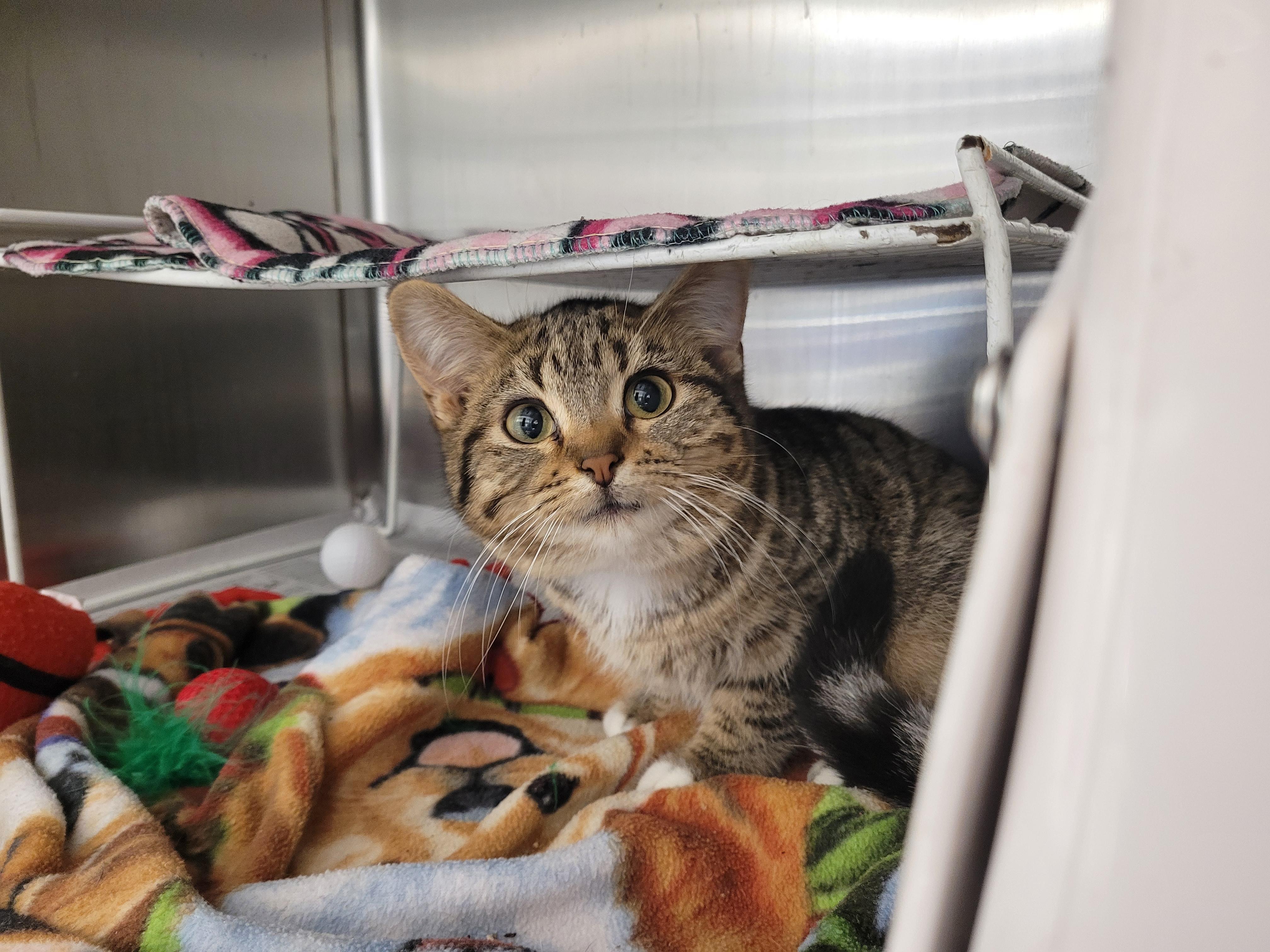 Animal Humane Society - Golden Valley photo 4