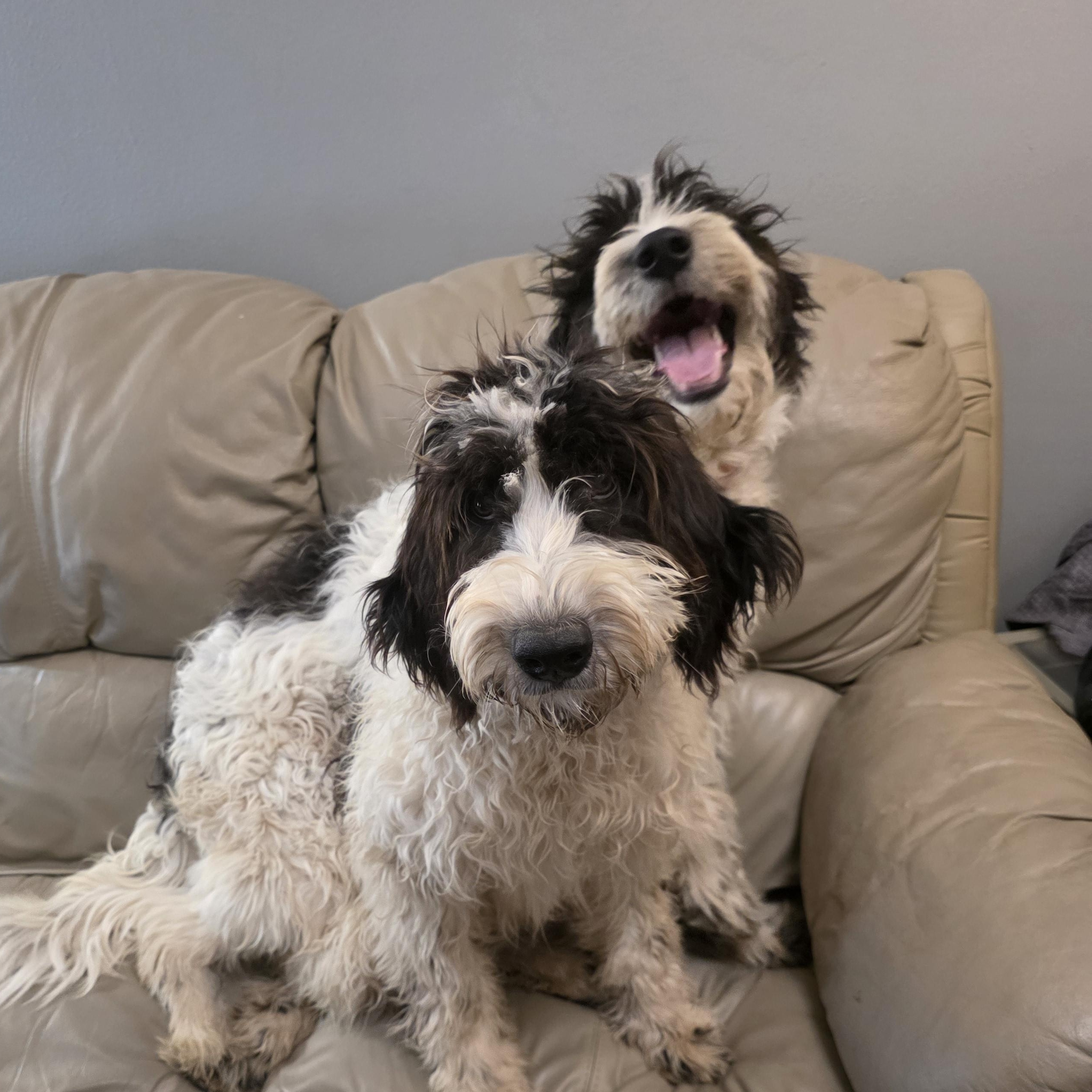 Recycled Dogs Rescue