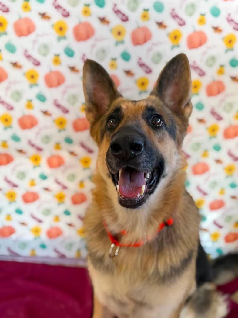 Chickasha Animal Welfare