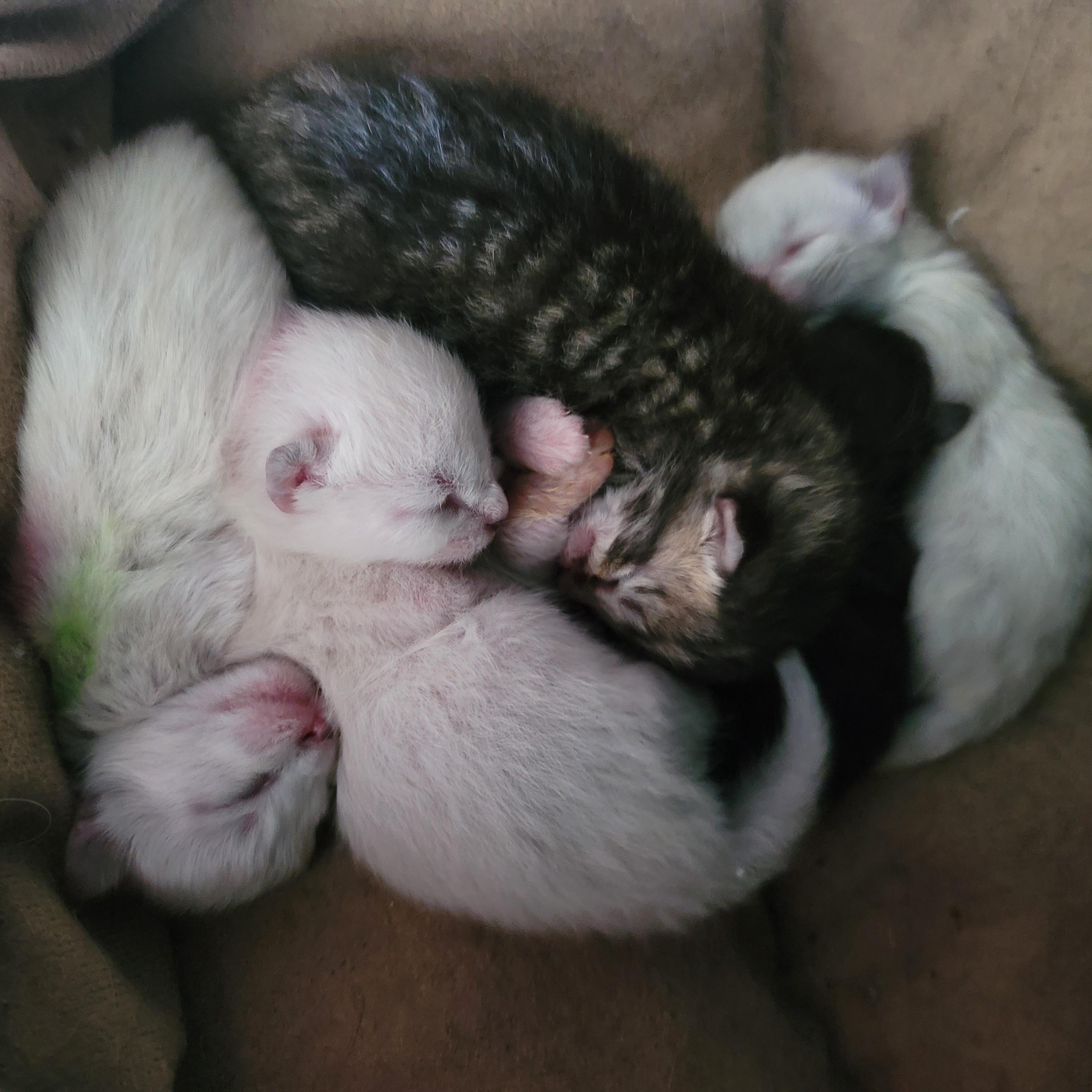 Lola's Kitten Rescue