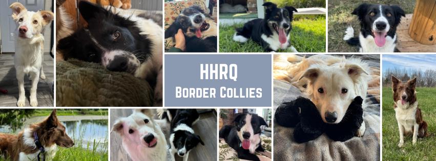 Herding Hearts ResQ