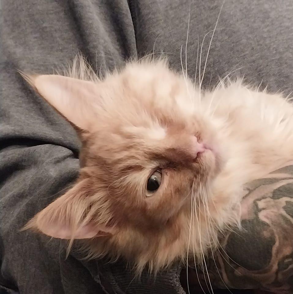 Room For One More Rescue