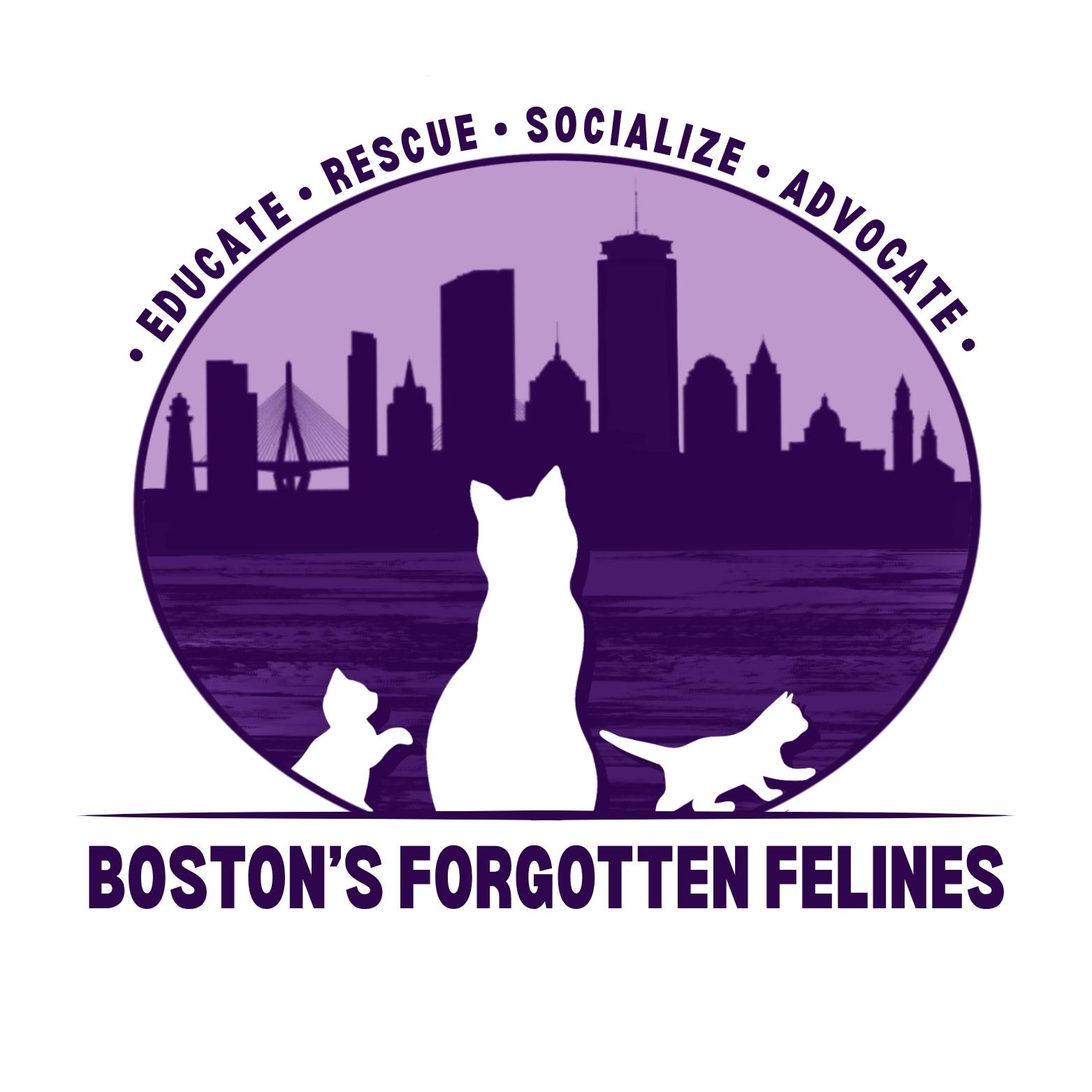 Boston's Forgotten Felines