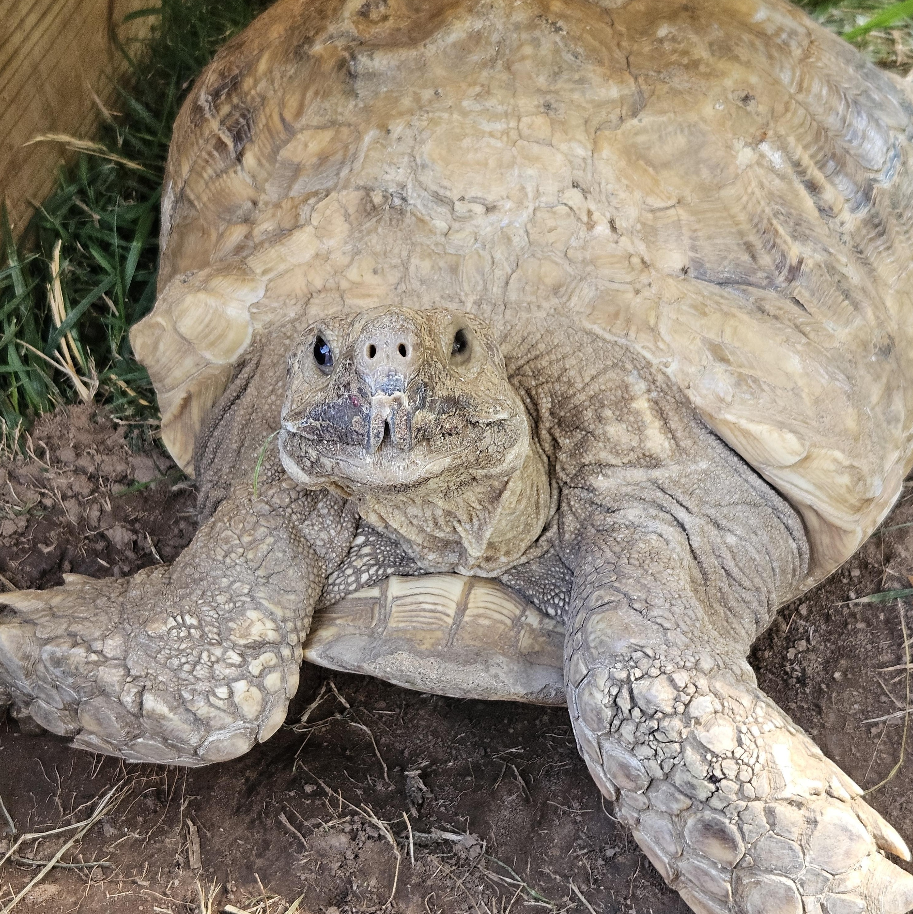 Unsheltered Tortoise & Turtle photo 2