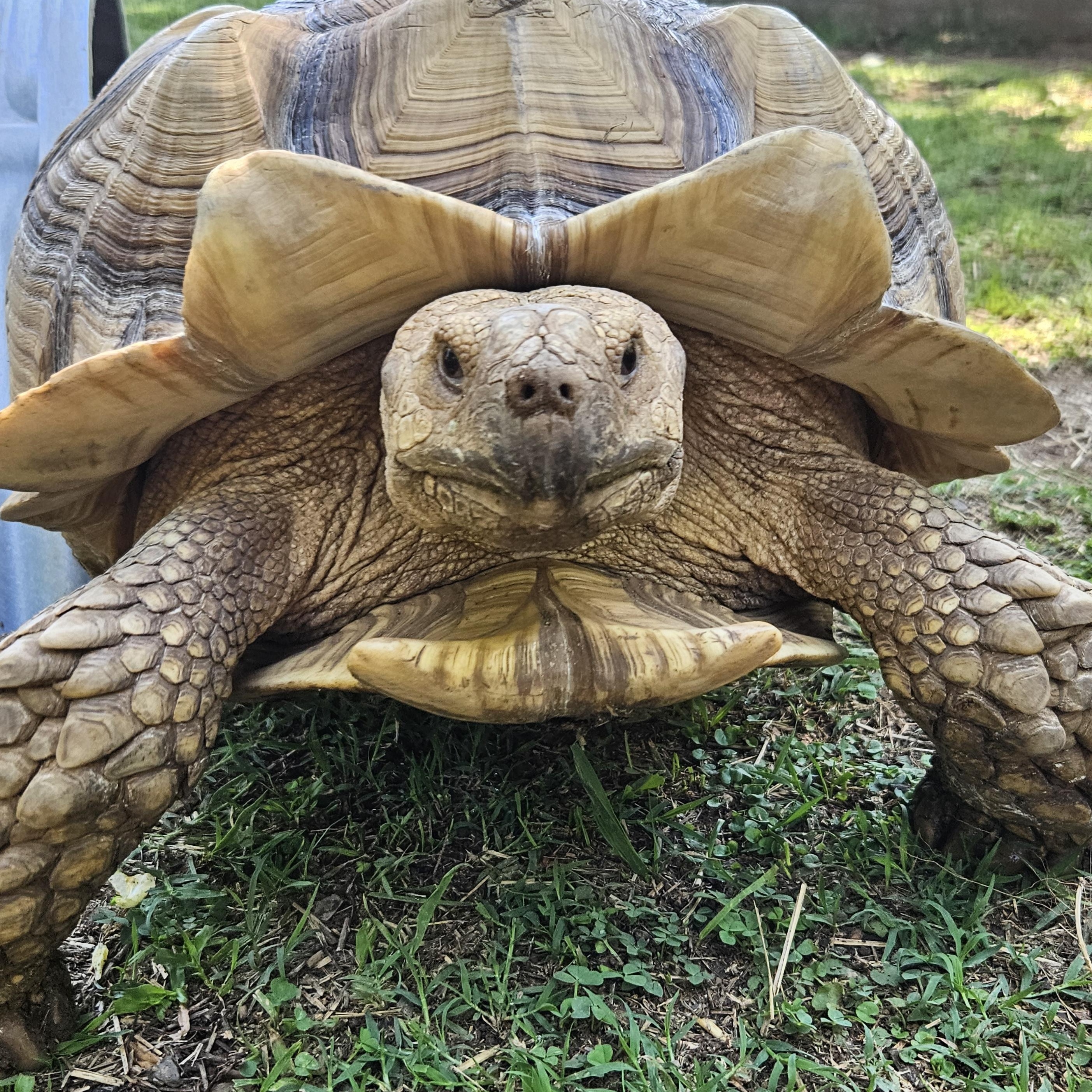 Unsheltered Tortoise & Turtle photo 1