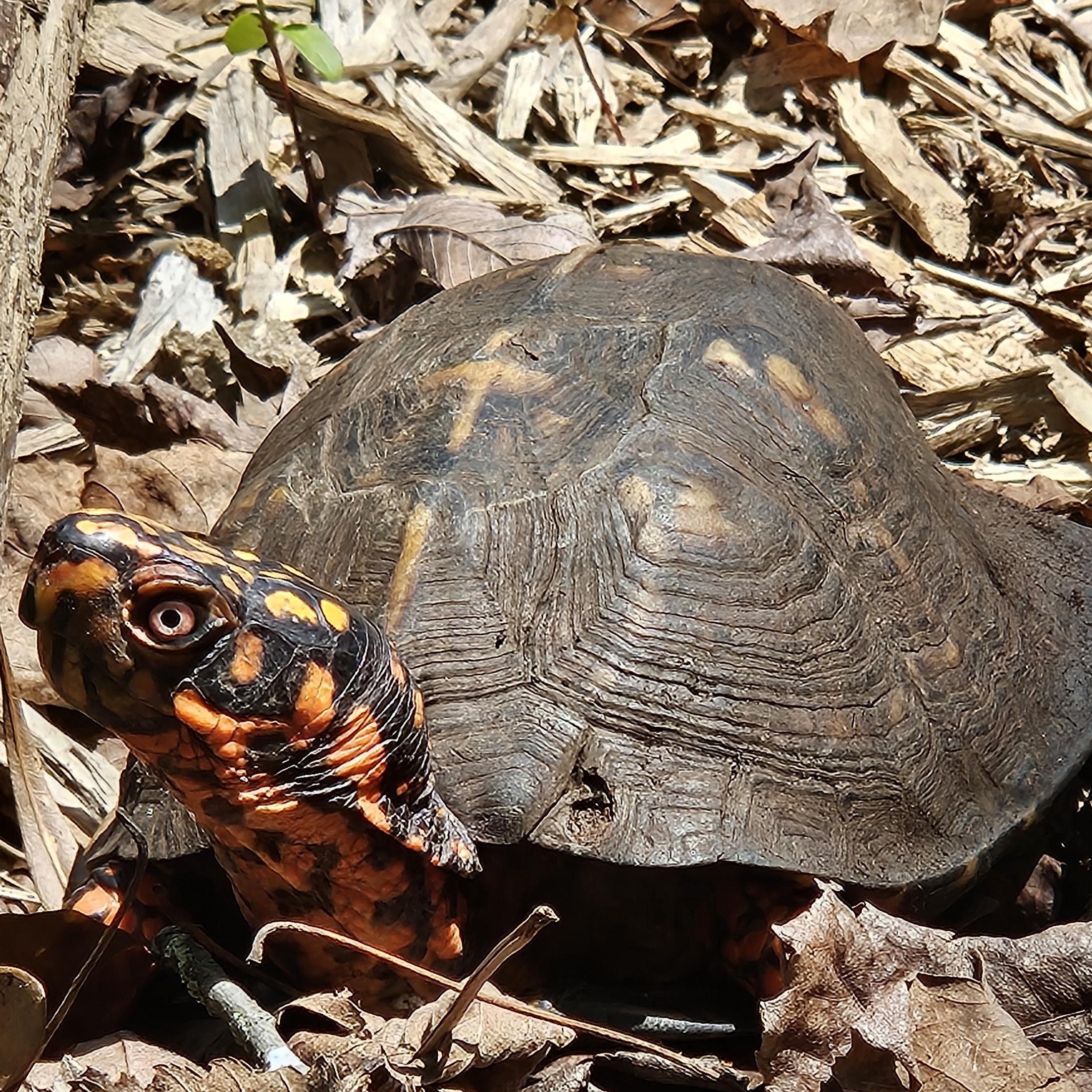 Unsheltered Tortoise & Turtle photo 4