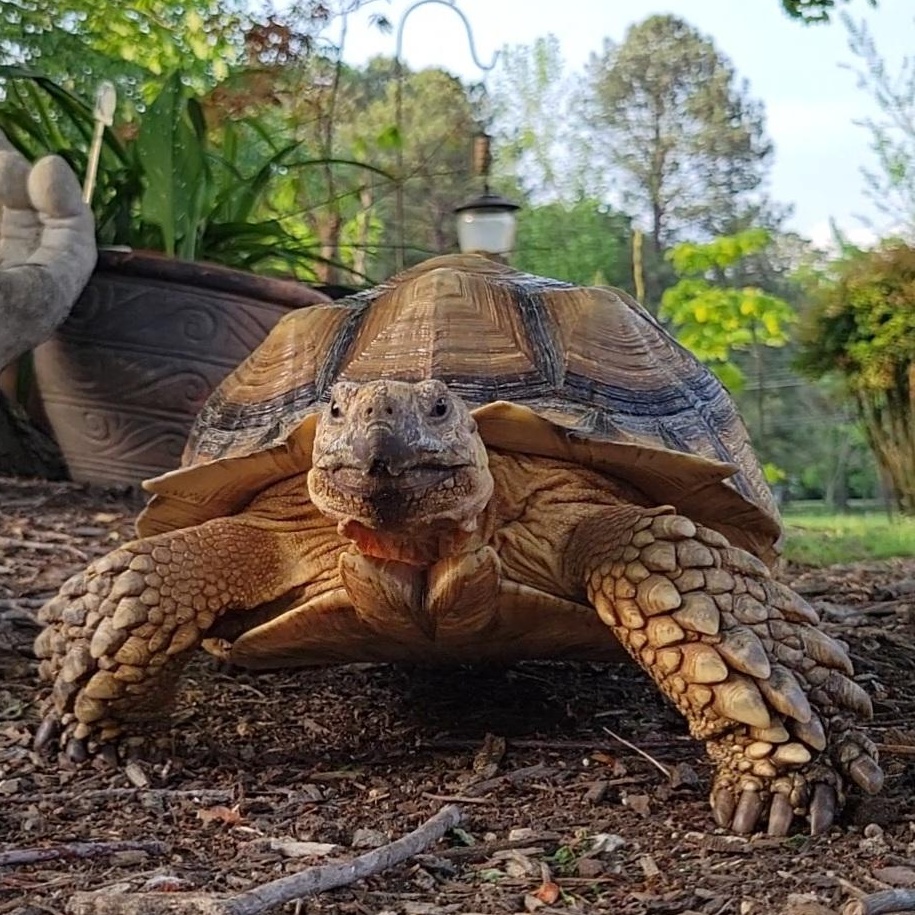 Unsheltered Tortoise & Turtle photo 3