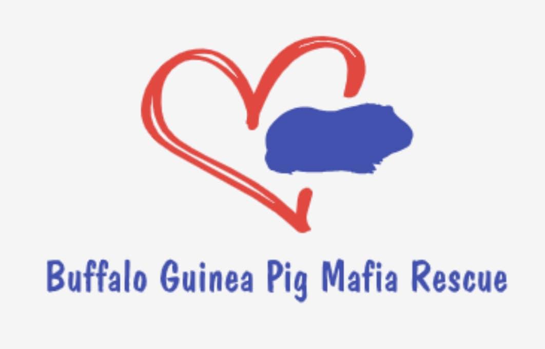Buffalo Guinea Pig Mafia Rescue