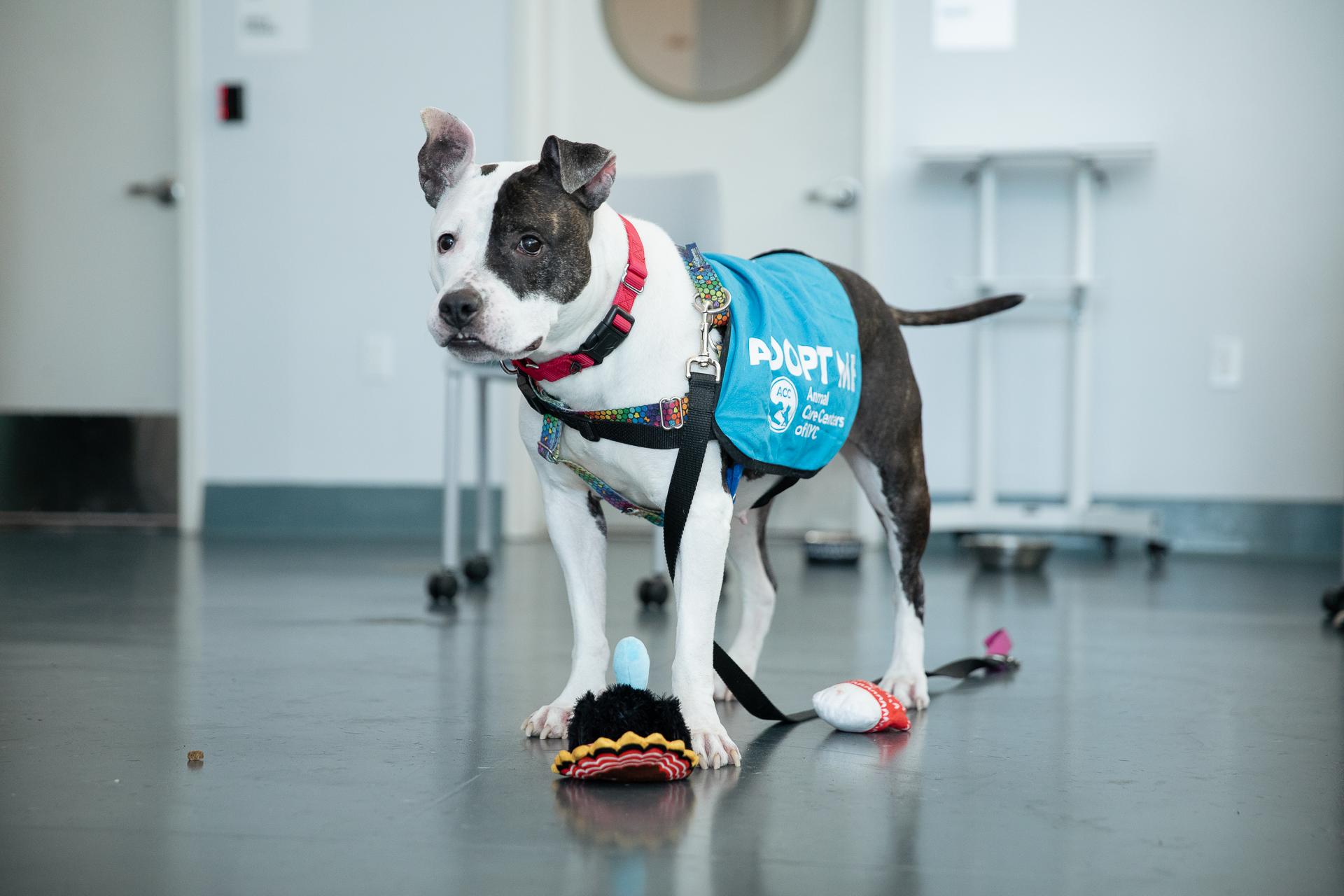 Animal Care Centers of NYC - Queens photo 3
