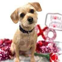 South Utah Valley Animal Shelter