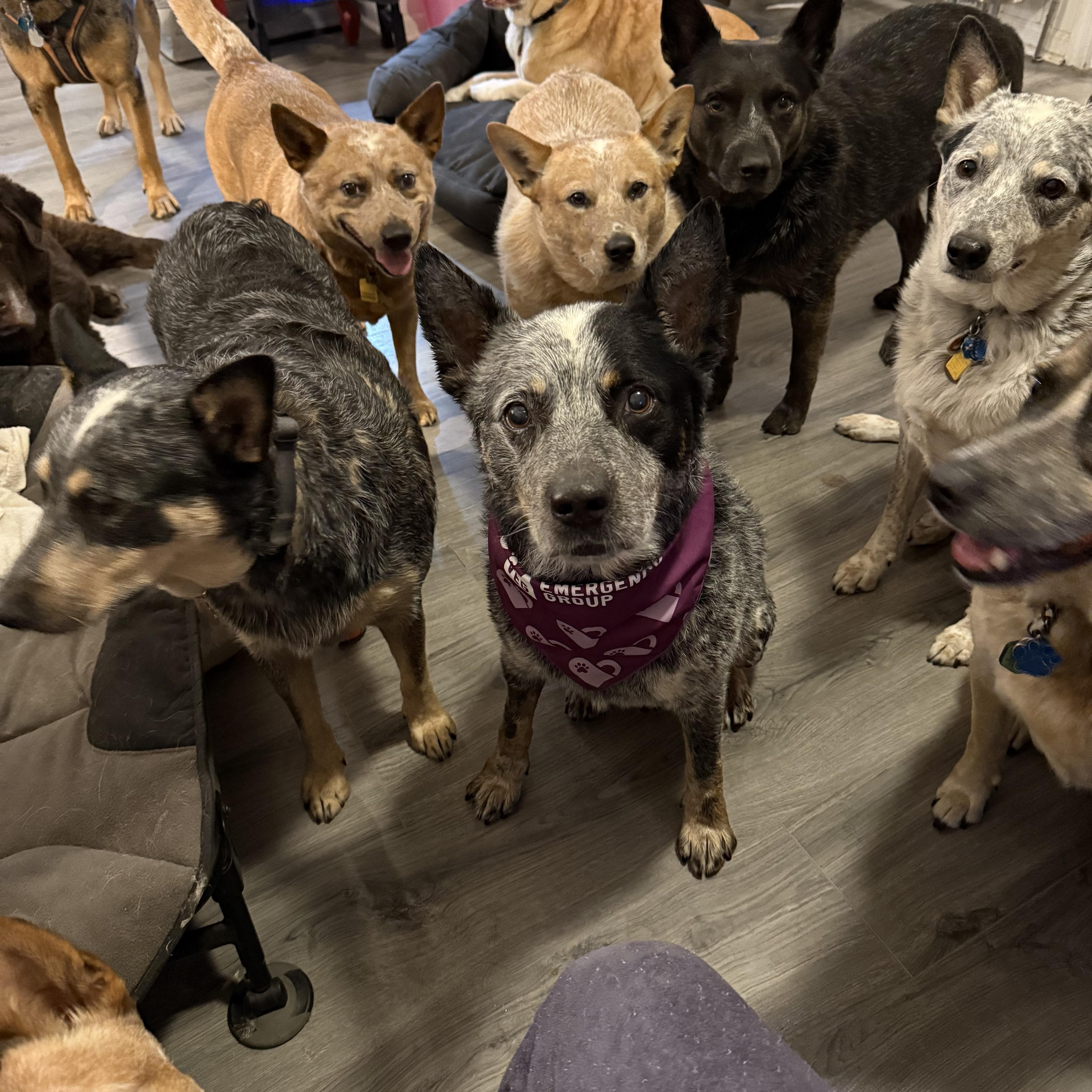 Tofil Farm Heeler Sanctuary