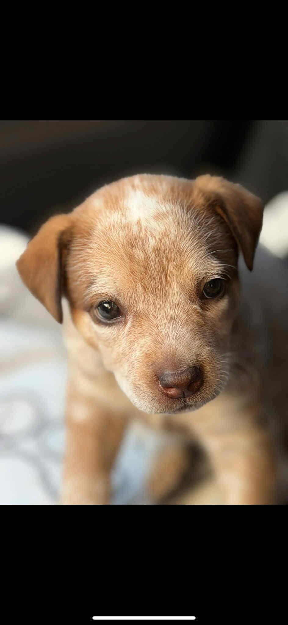 Pets of Ohio Rescue Team