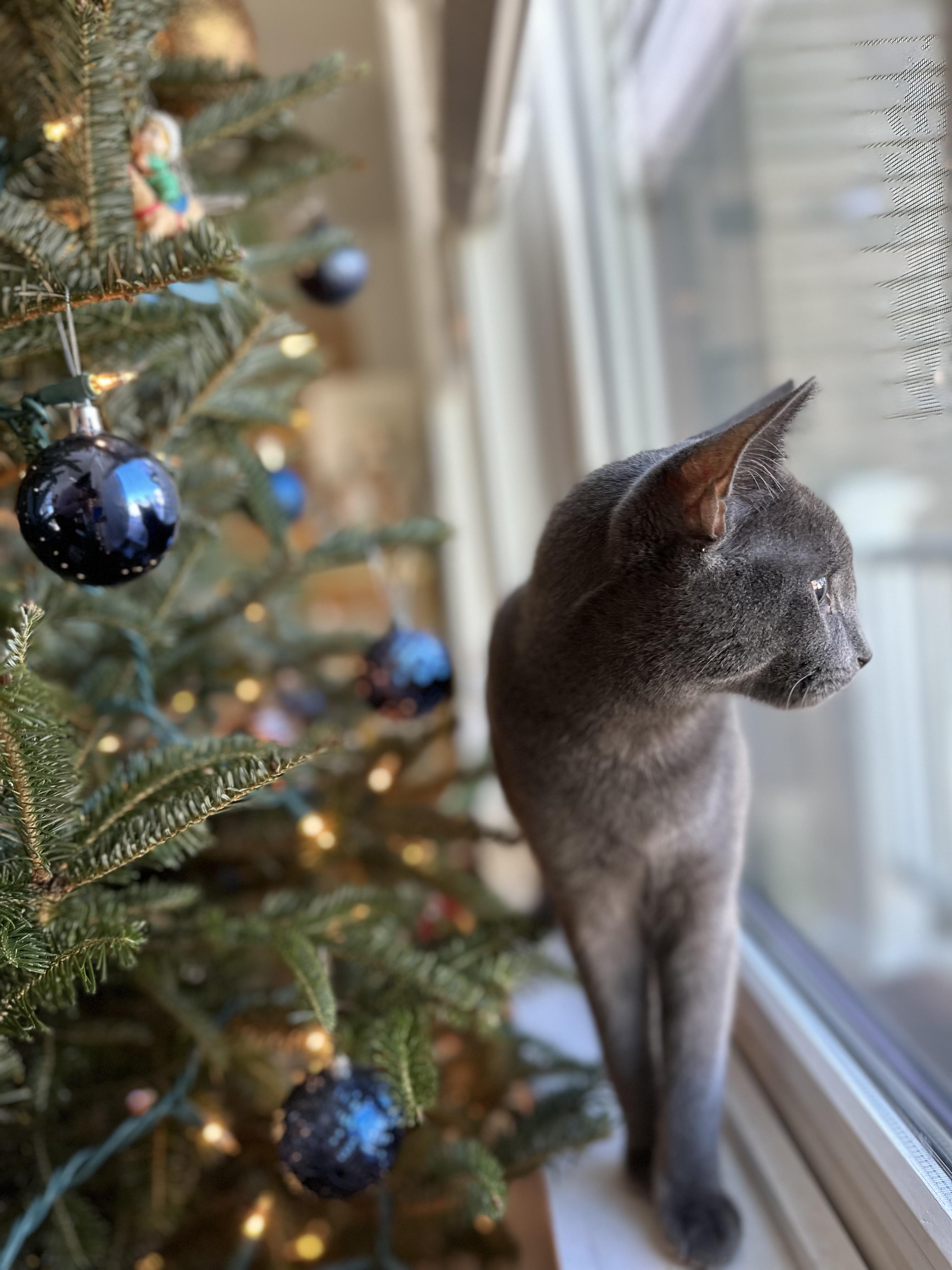 Petatet Rescue Group Corp