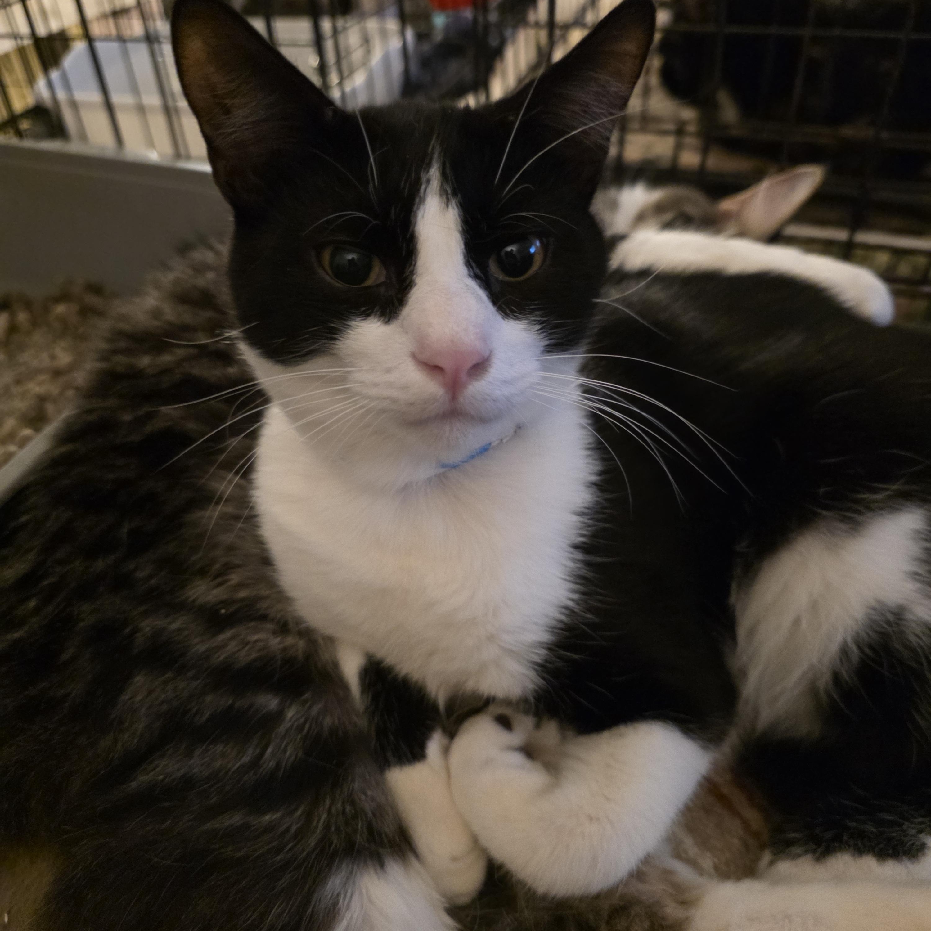 Not My Cat Sanctuary