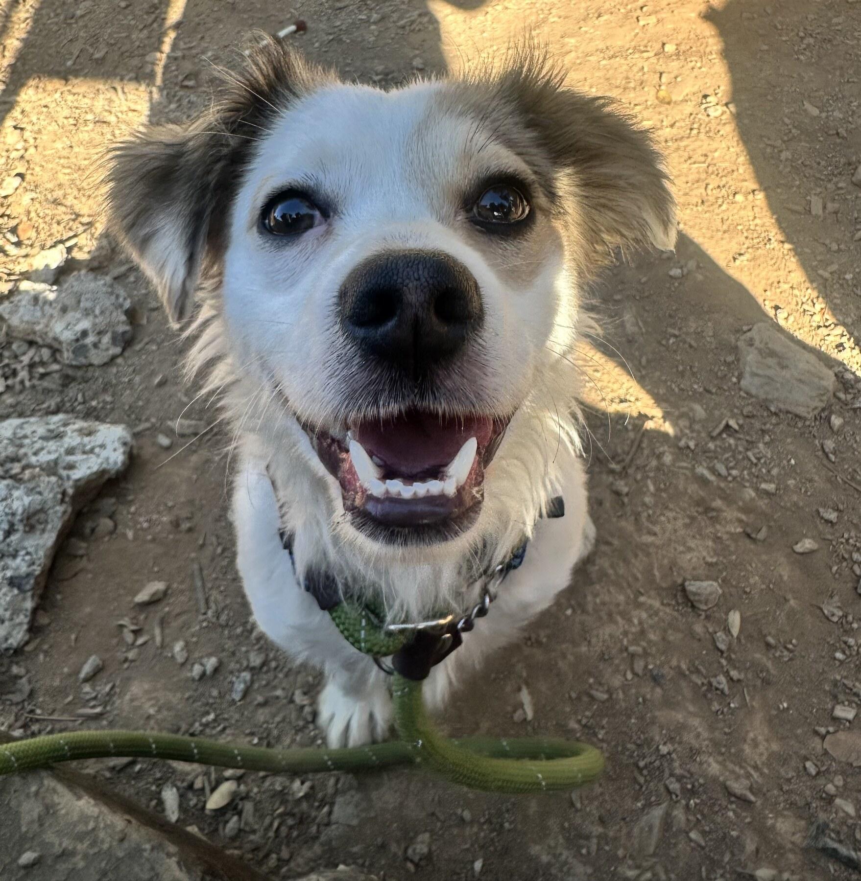 Friends of the Animal Community photo 1