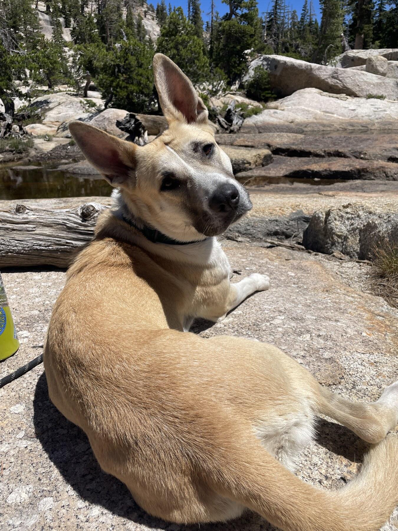 Friends of the Animal Community photo 3