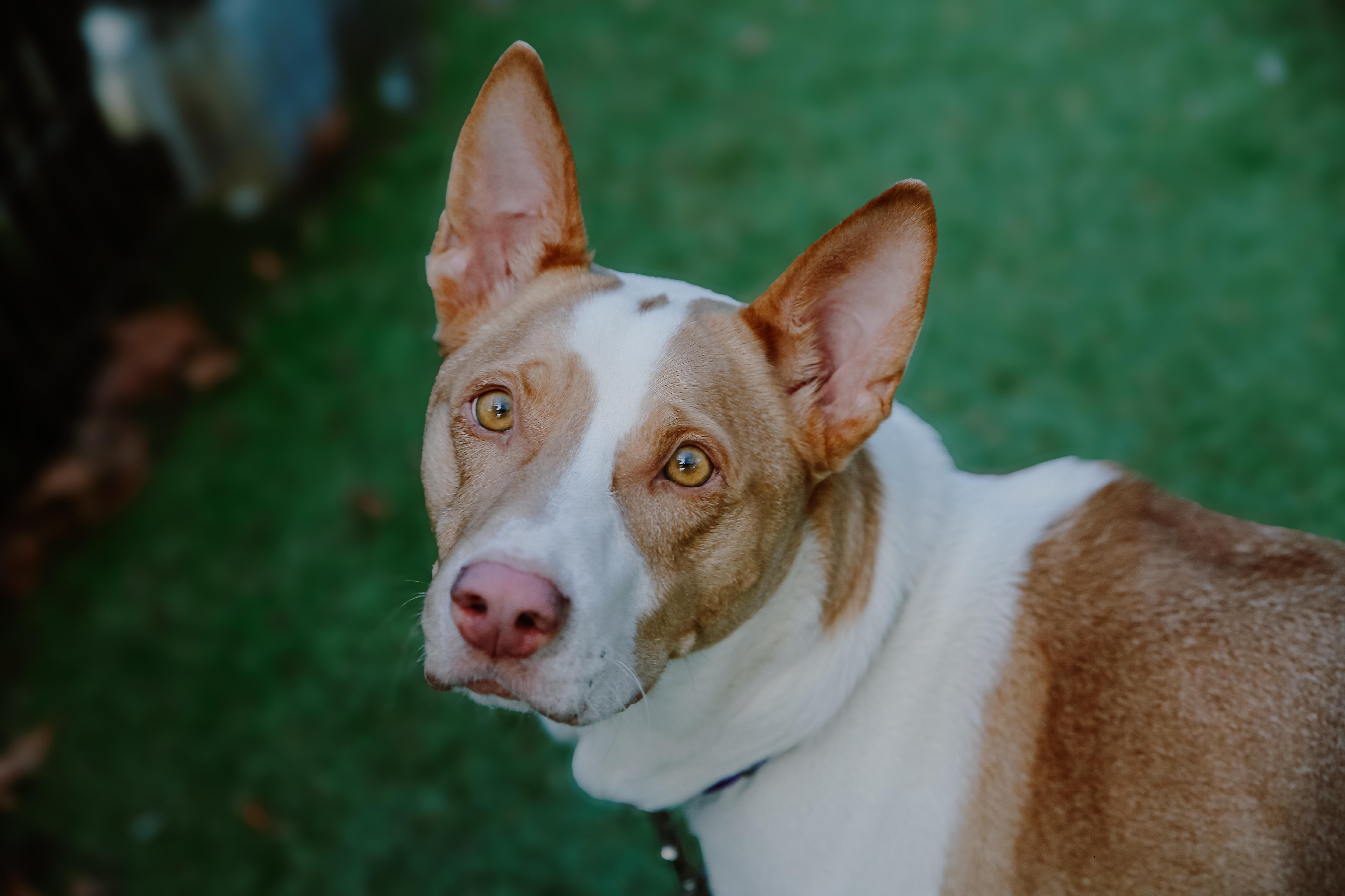 Seattle Humane: The Humane Society for Seattle/King County