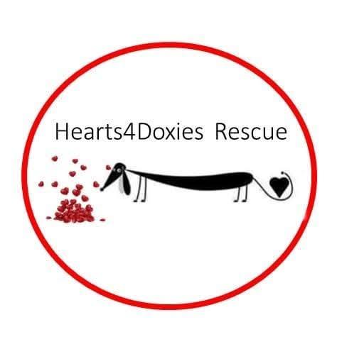 Hearts4Doxies Rescue