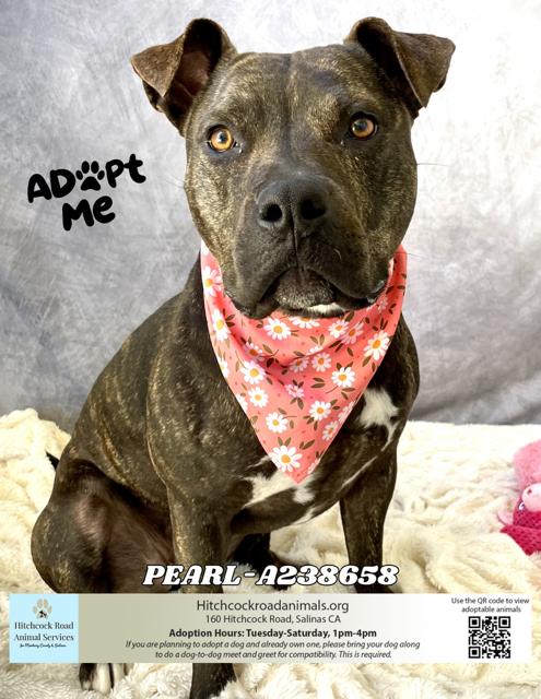 Hitchcock Road Animal Services