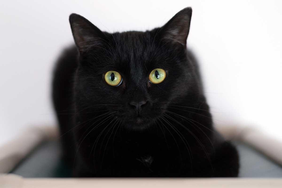 SPCA Monteregie photo 3
