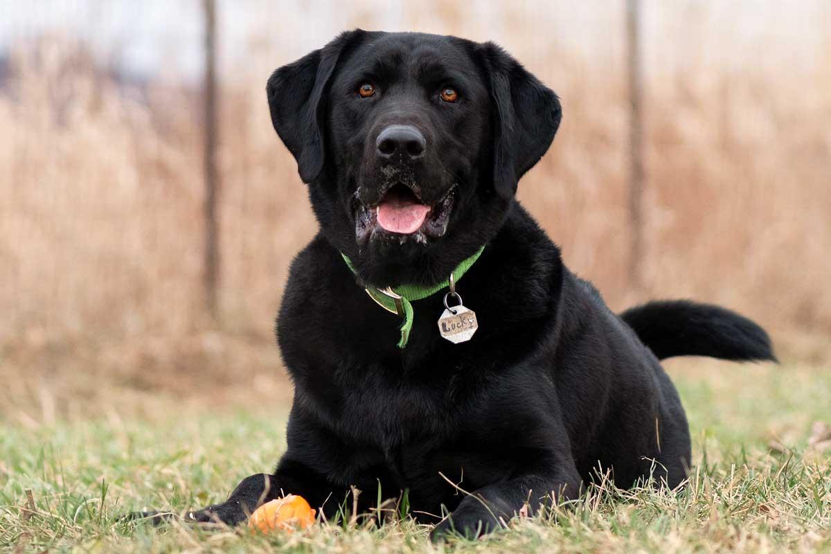 SPCA Monteregie photo 4