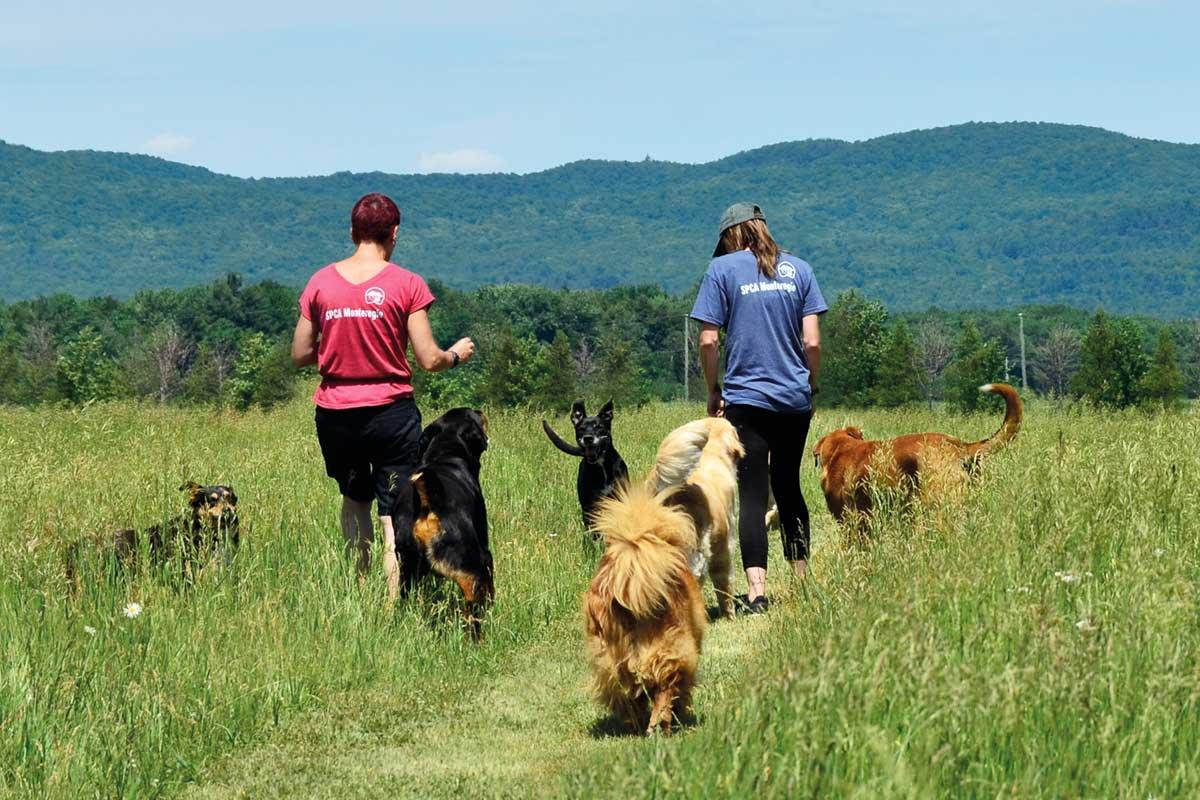 SPCA Monteregie photo 5