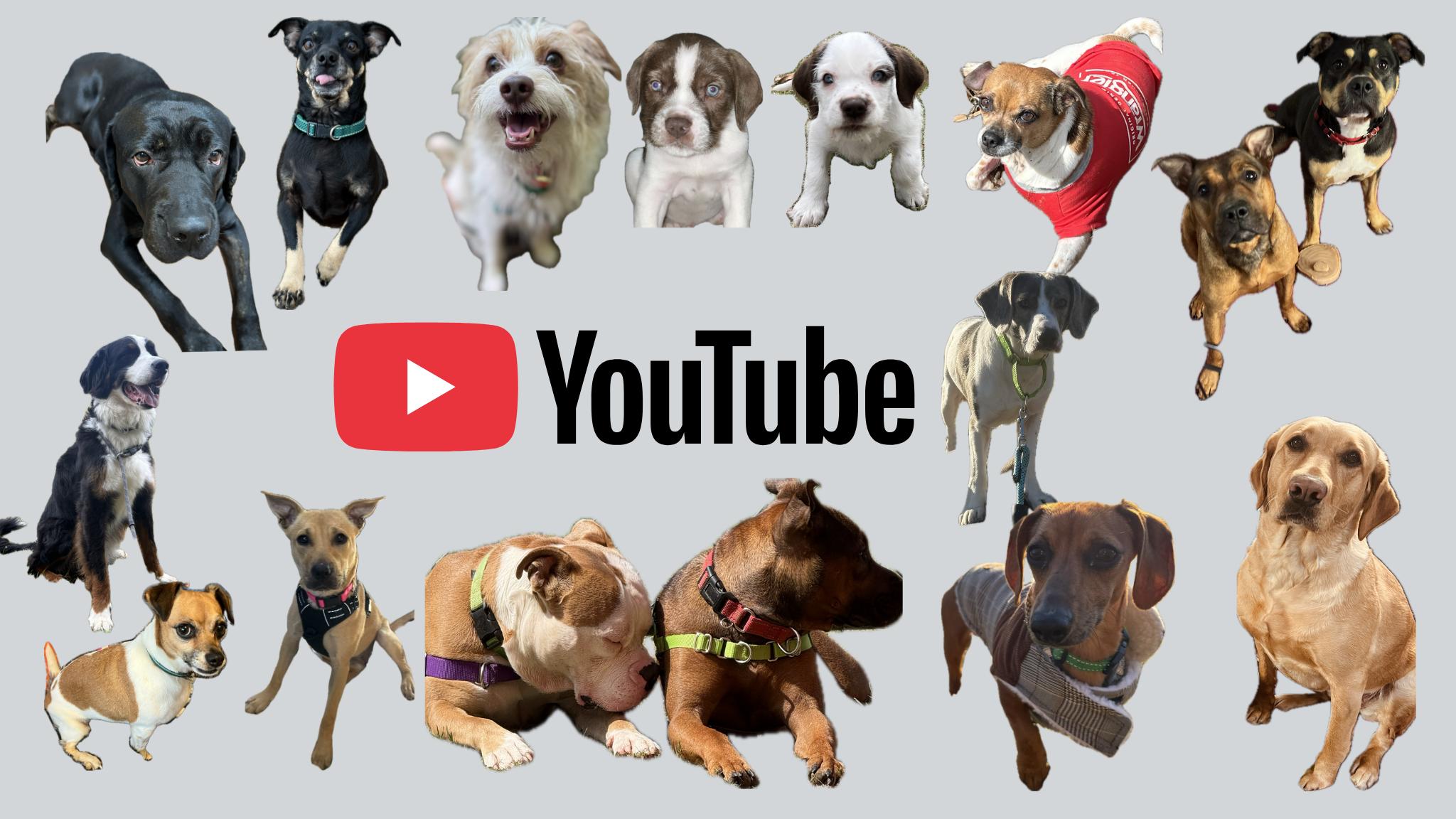 8Acre K9 Rescue and Rehabilitation, Inc.