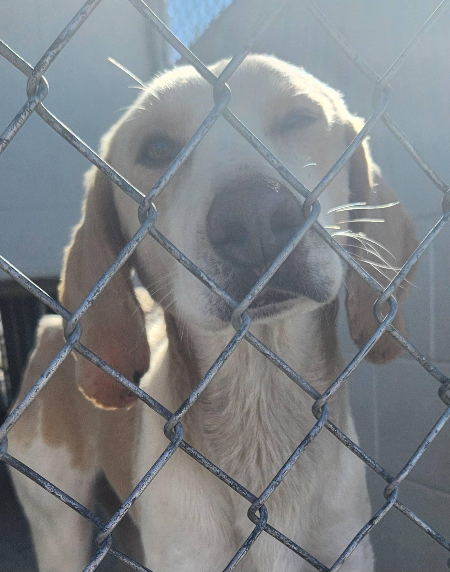 Cumberland Animal Control and Shelter