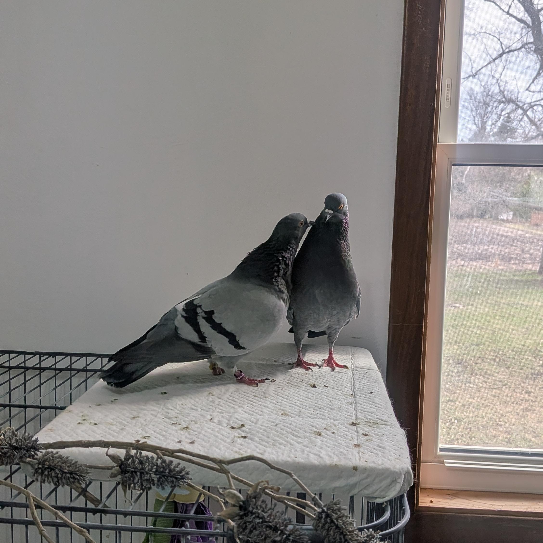 Minnesota's Pigeon Haven photo 1