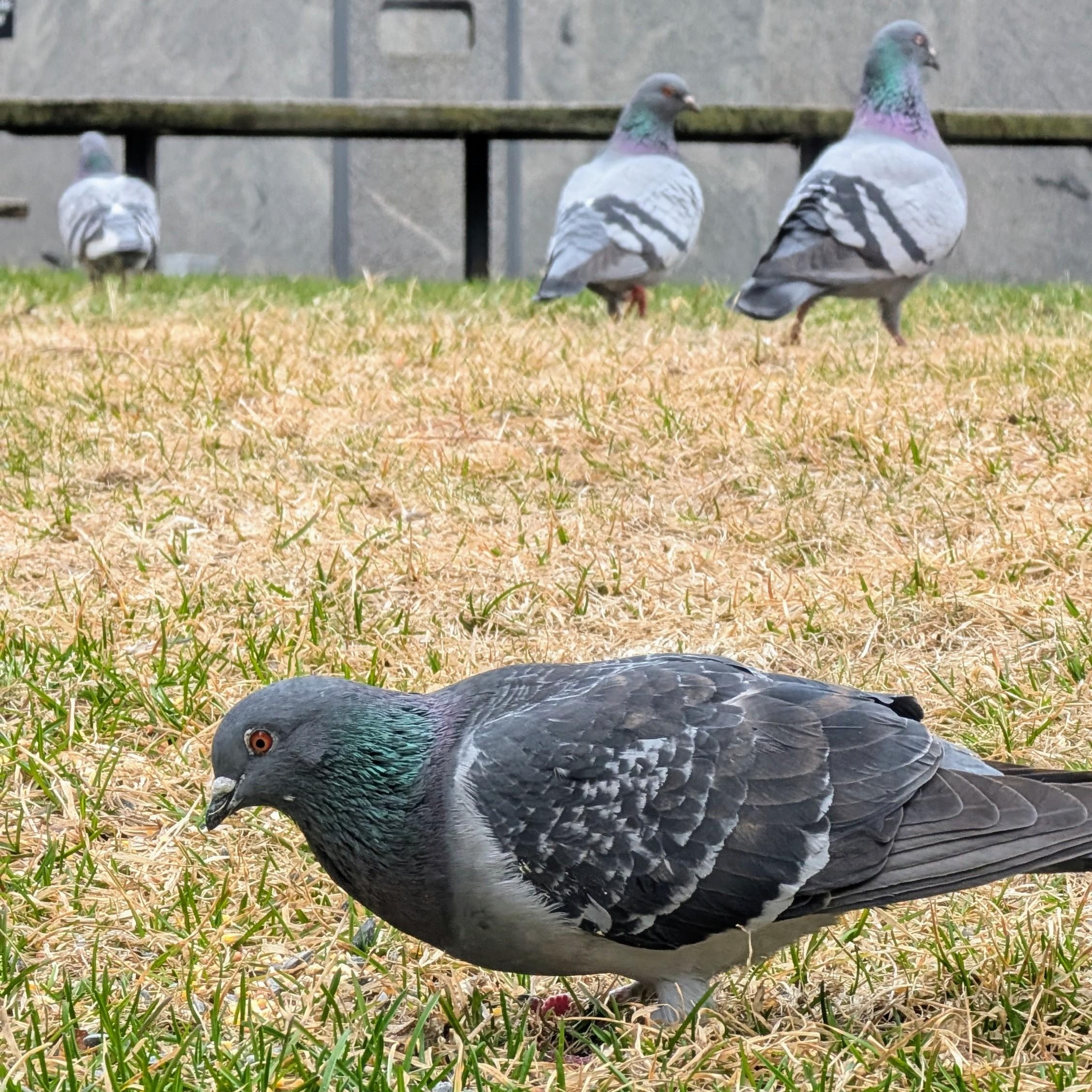 Minnesota's Pigeon Haven photo 3