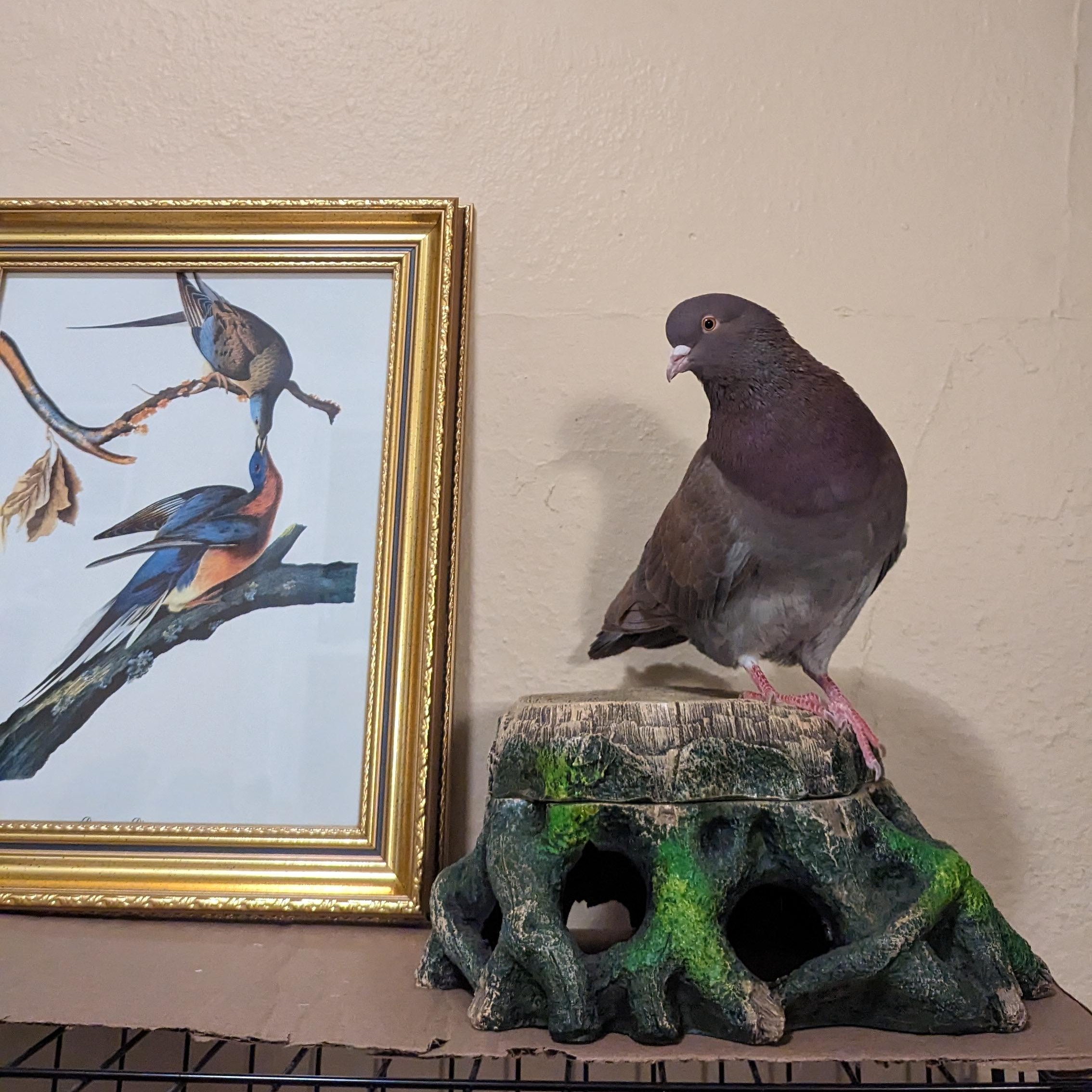 Minnesota's Pigeon Haven photo 4